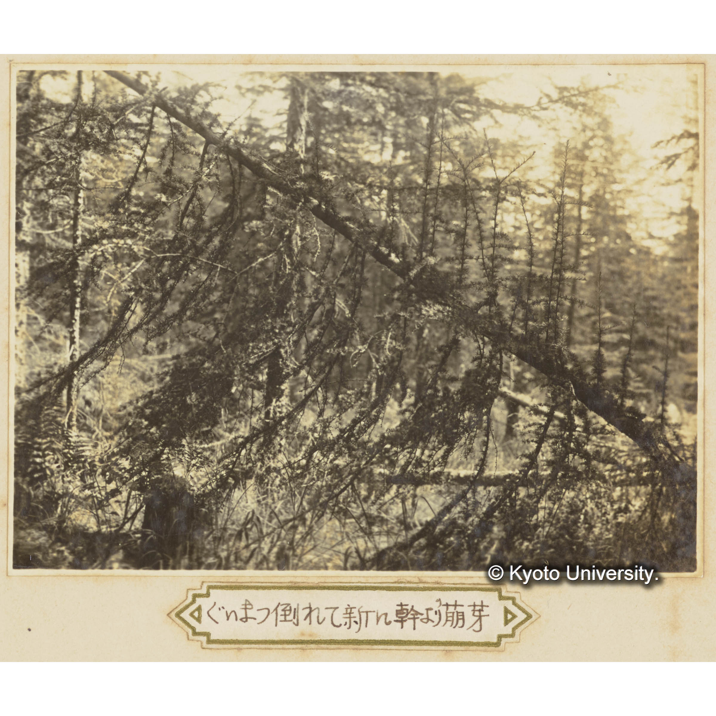 グイマツ倒れて新たに幹より萌芽 (1)