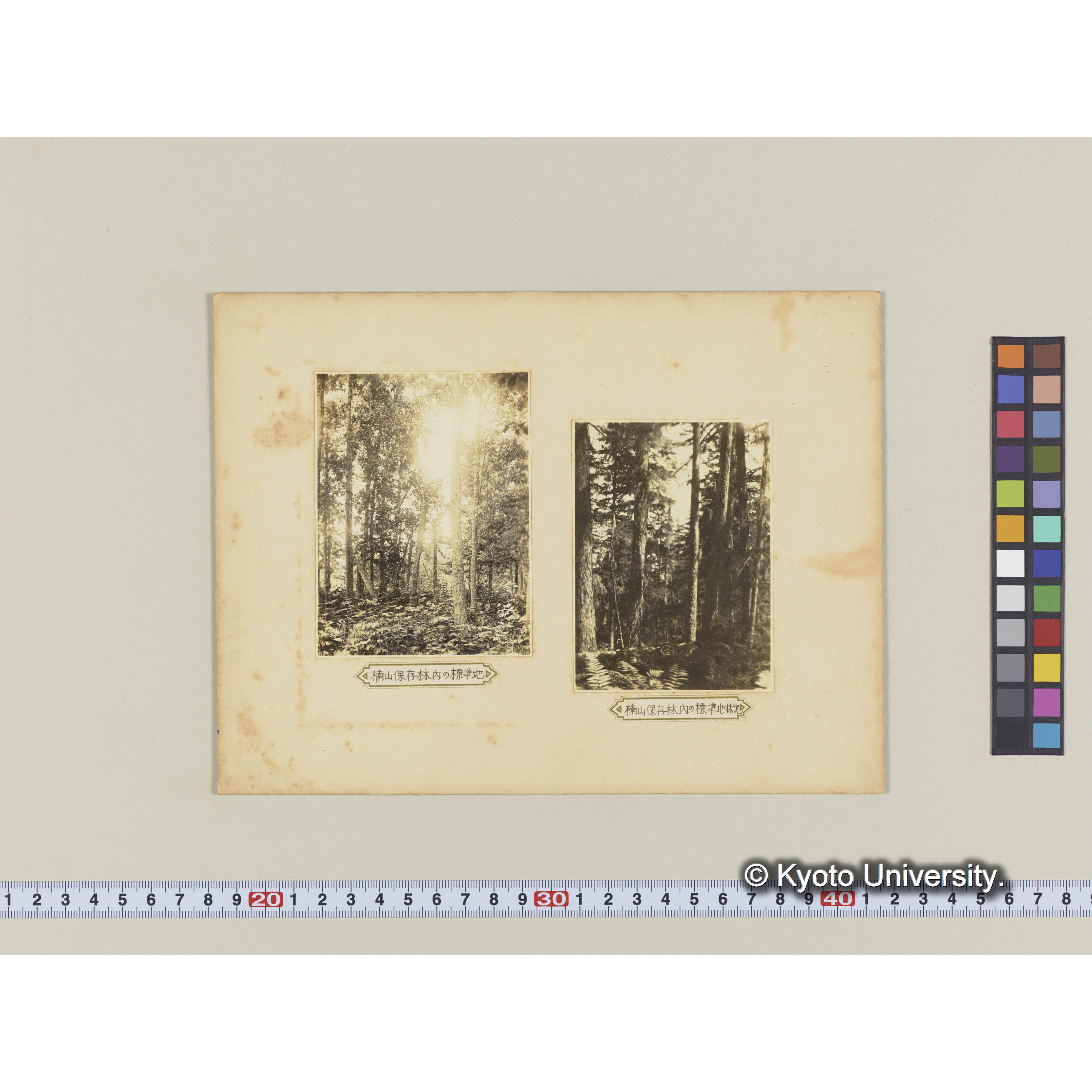 楠山保存林内の標準地 (2)