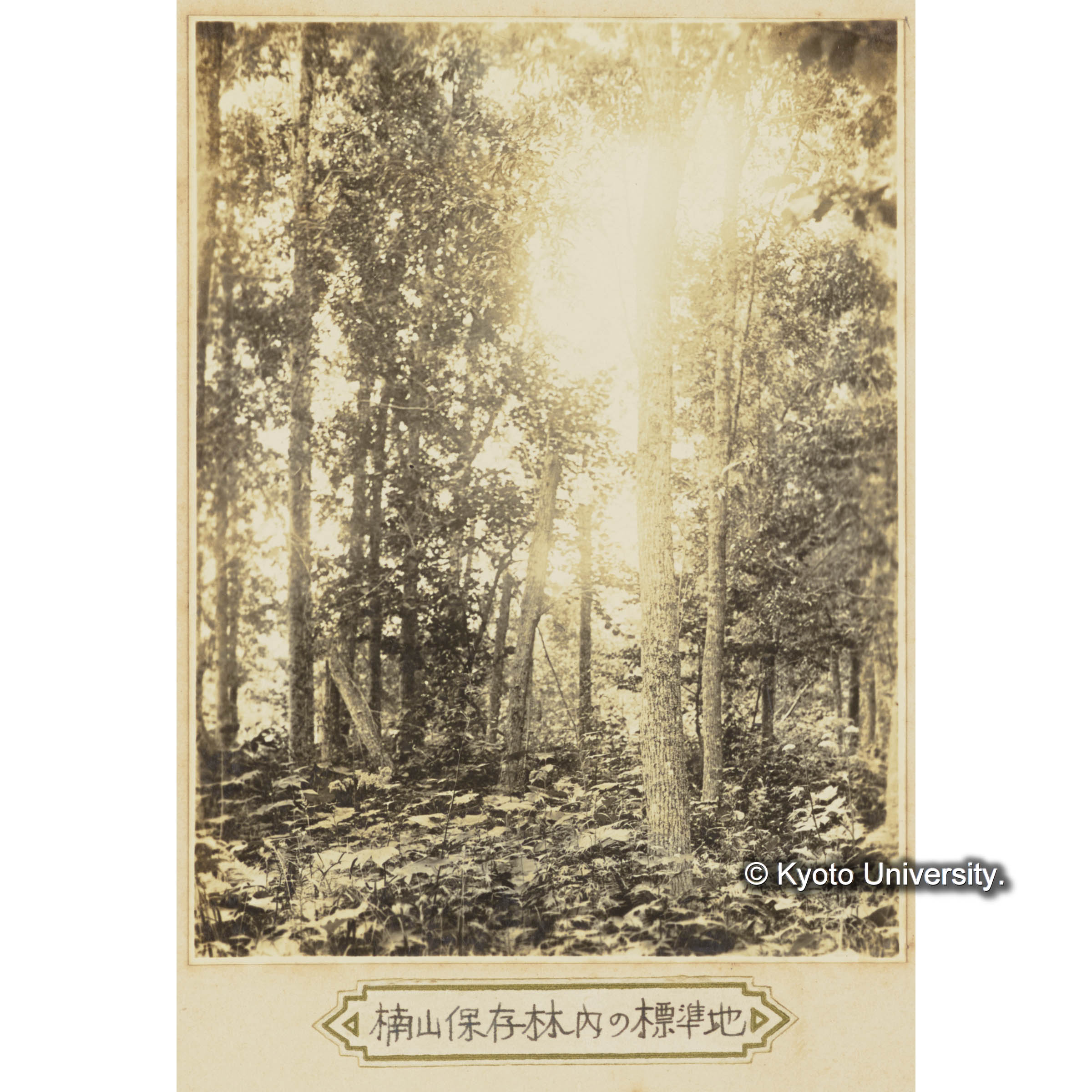 楠山保存林内の標準地 (3)