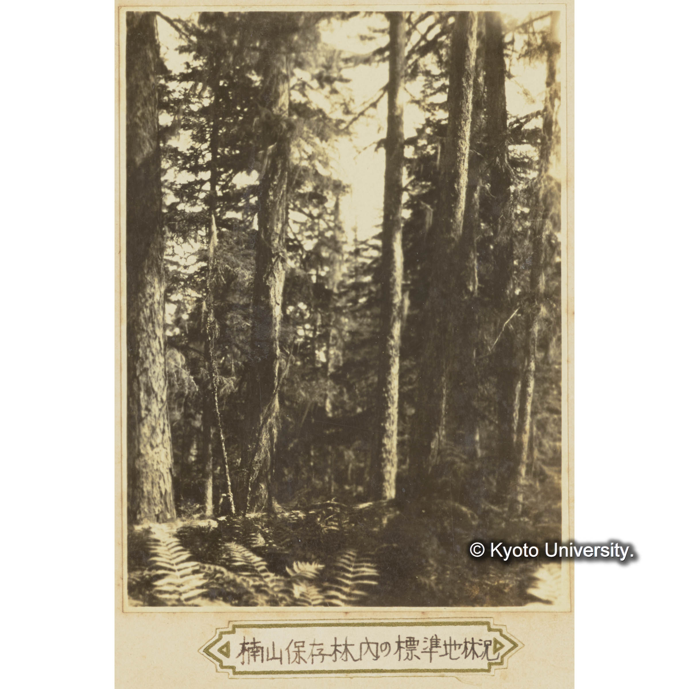 楠山保存林内の標準地林況 (1)