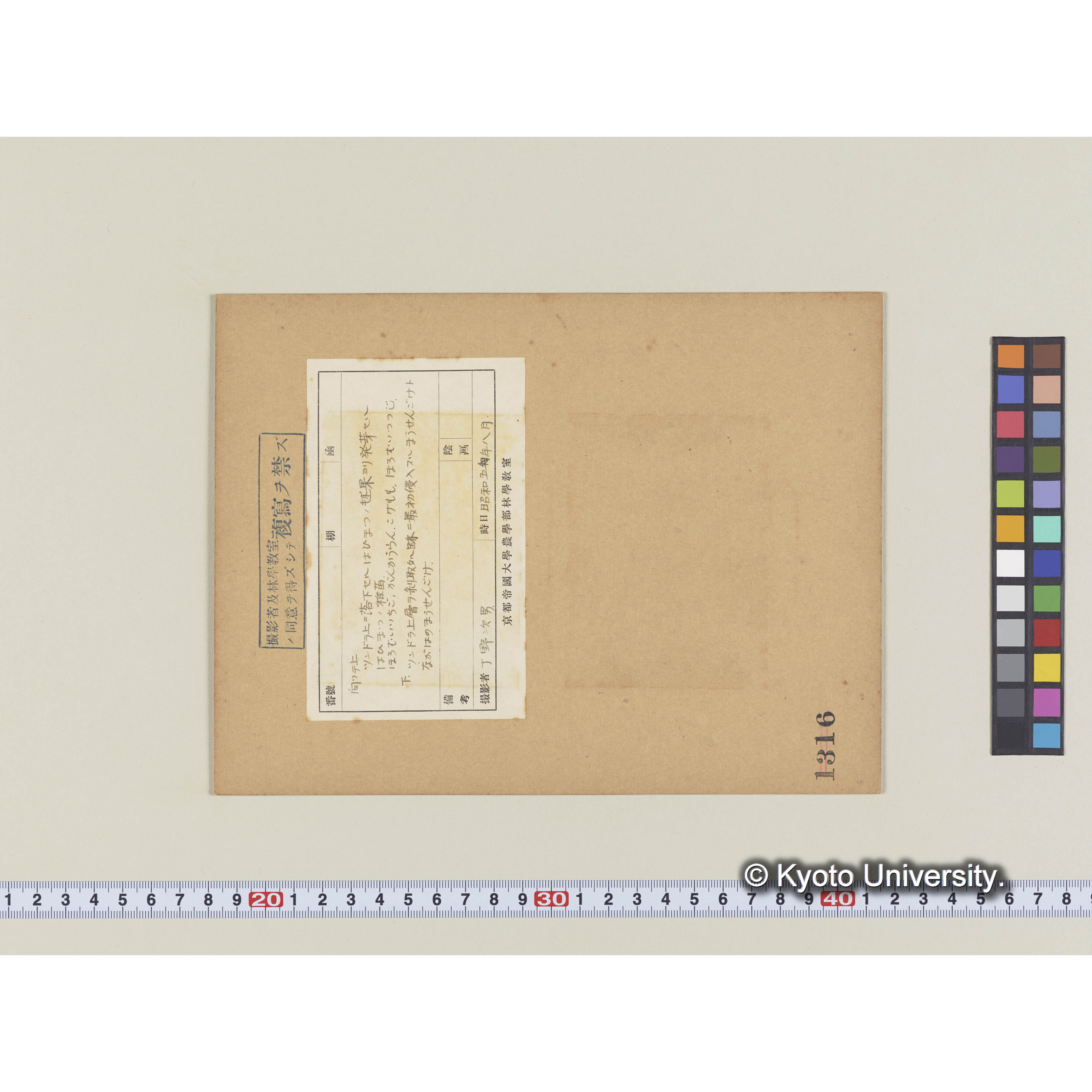 ハイマツの稚苗　ホロムイイチゴ、ガンコウラン、コケモモ、ホロムイツツジ (1)