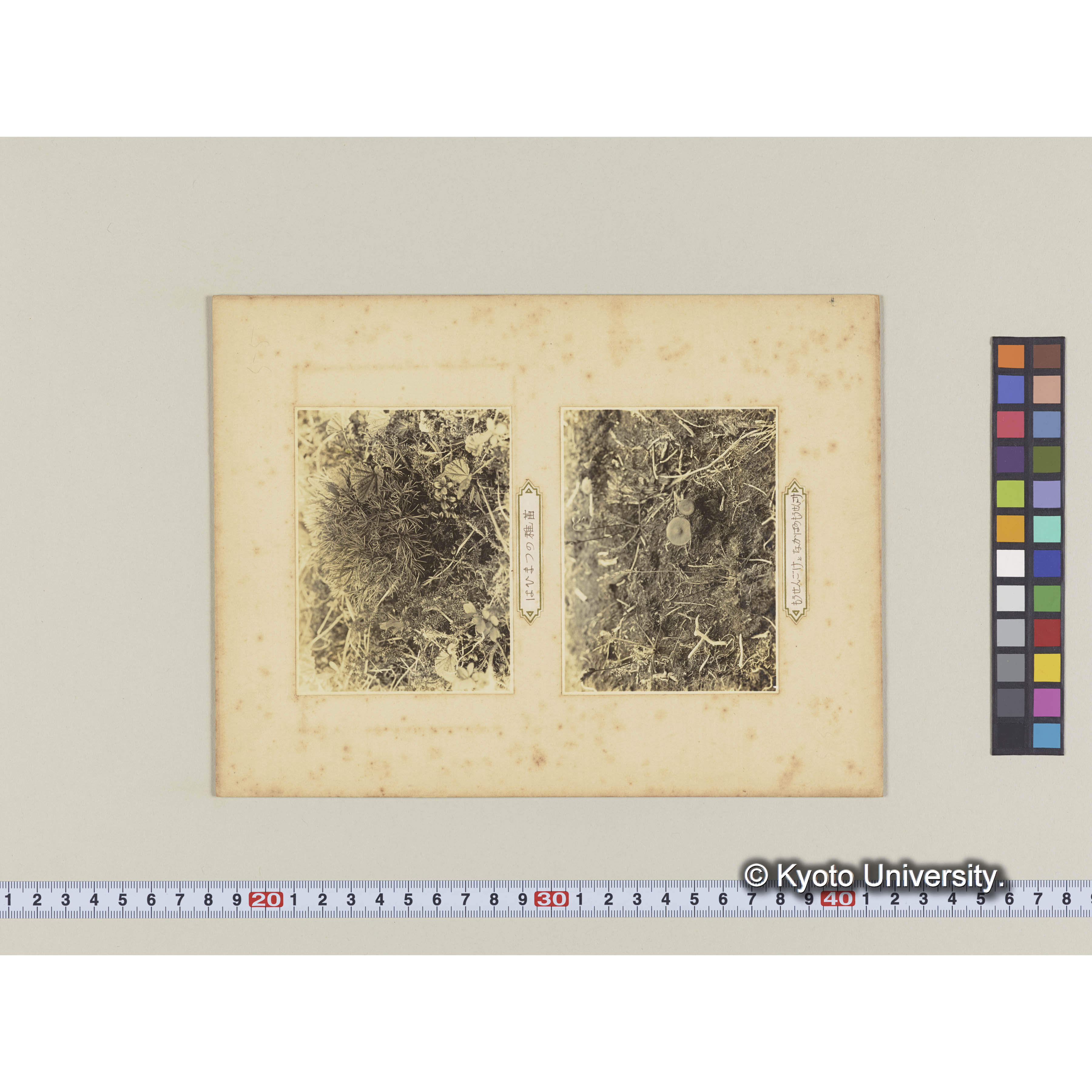 ハイマツの稚苗　ホロムイイチゴ、ガンコウラン、コケモモ、ホロムイツツジ (2)