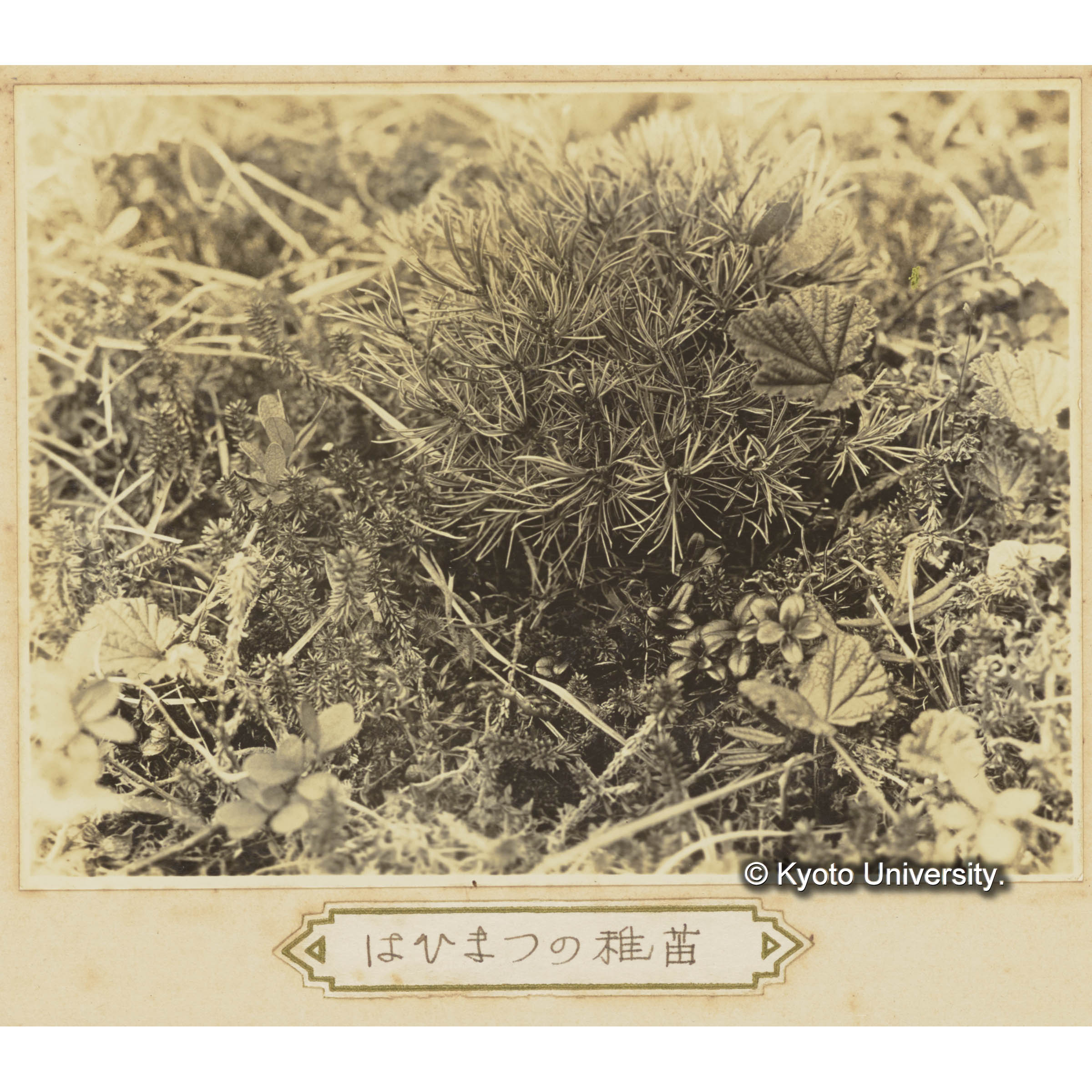 ハイマツの稚苗　ホロムイイチゴ、ガンコウラン、コケモモ、ホロムイツツジ (3)