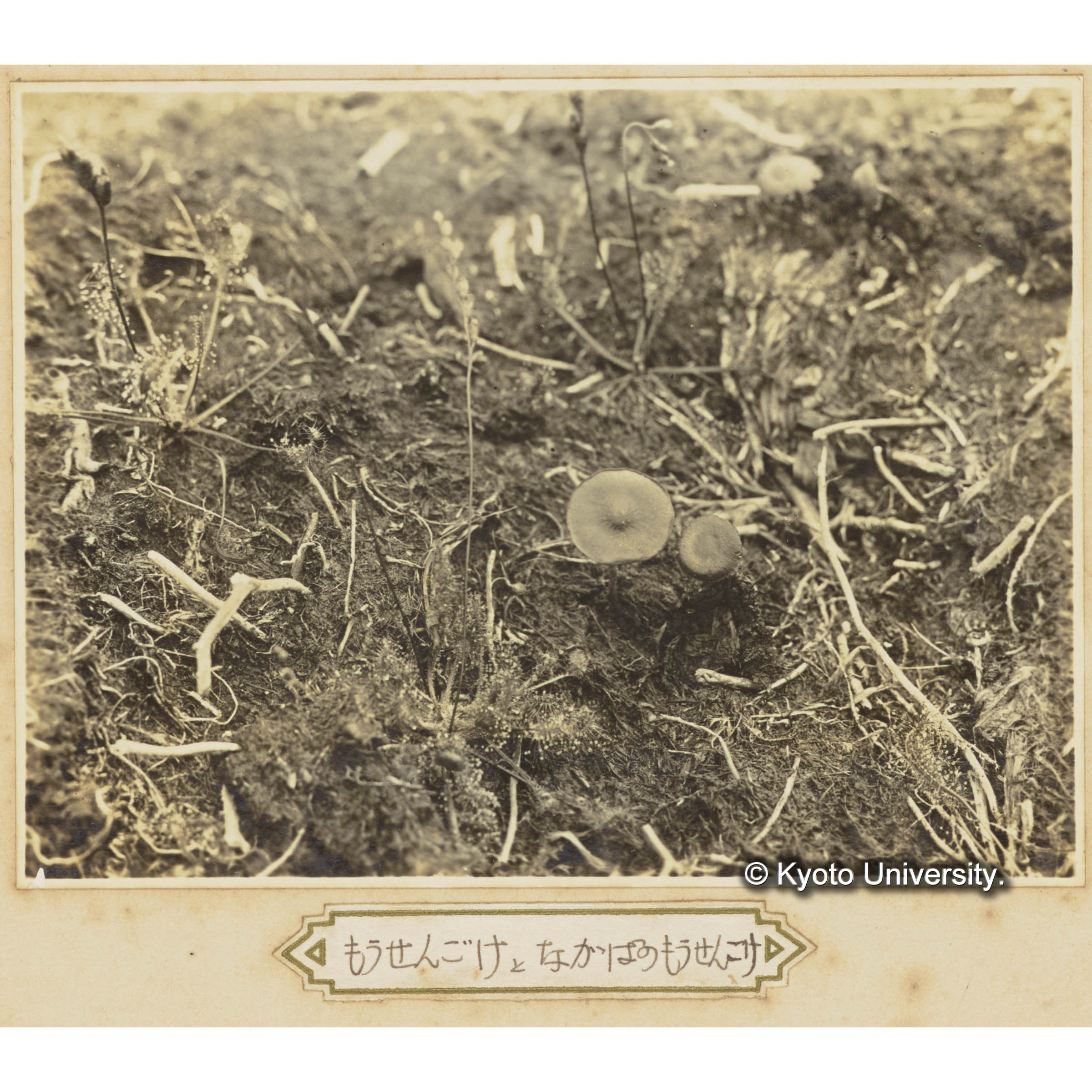 モウセンゴケとナガバノモウセンゴケ (1)