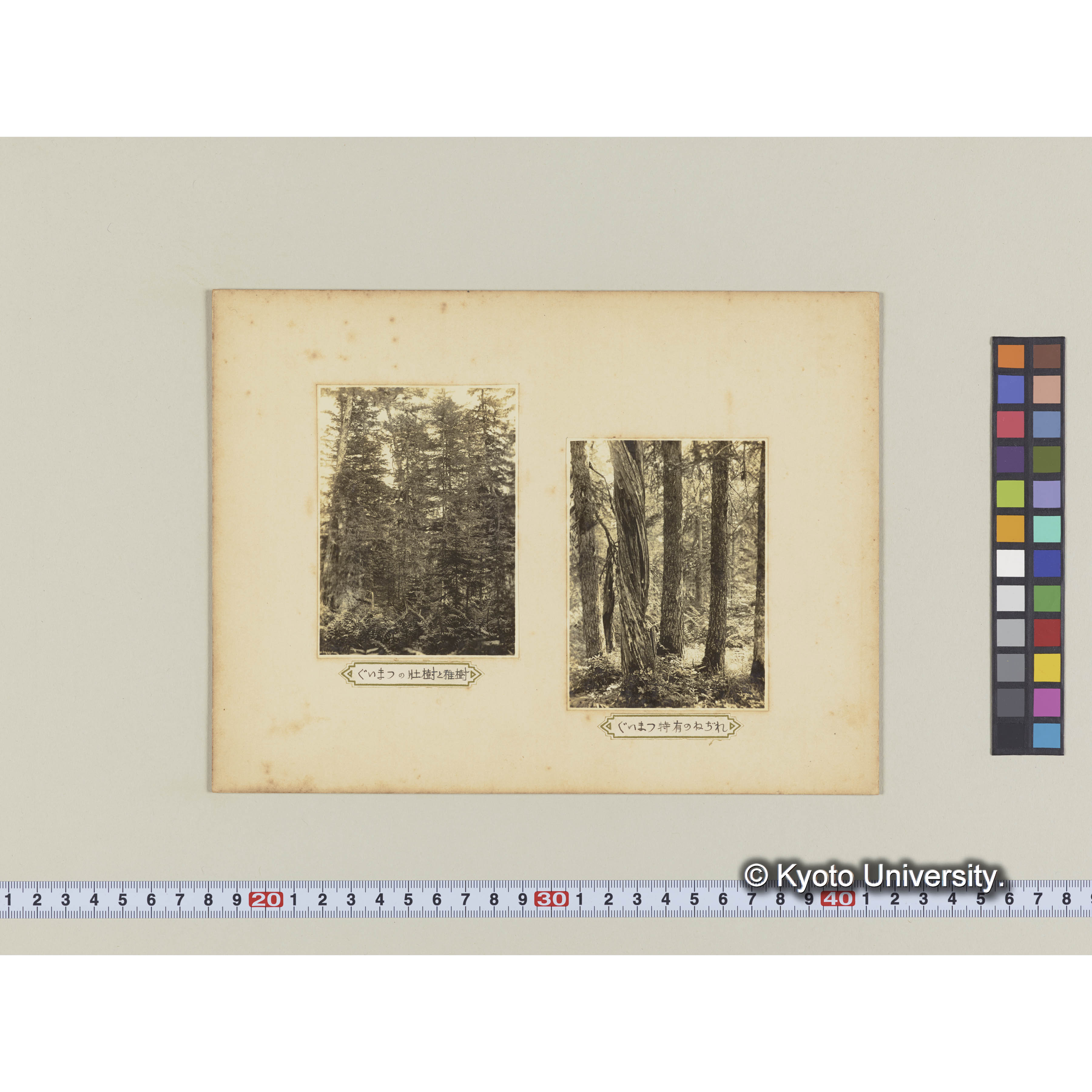 グイマツの壮樹と稚樹 (2)