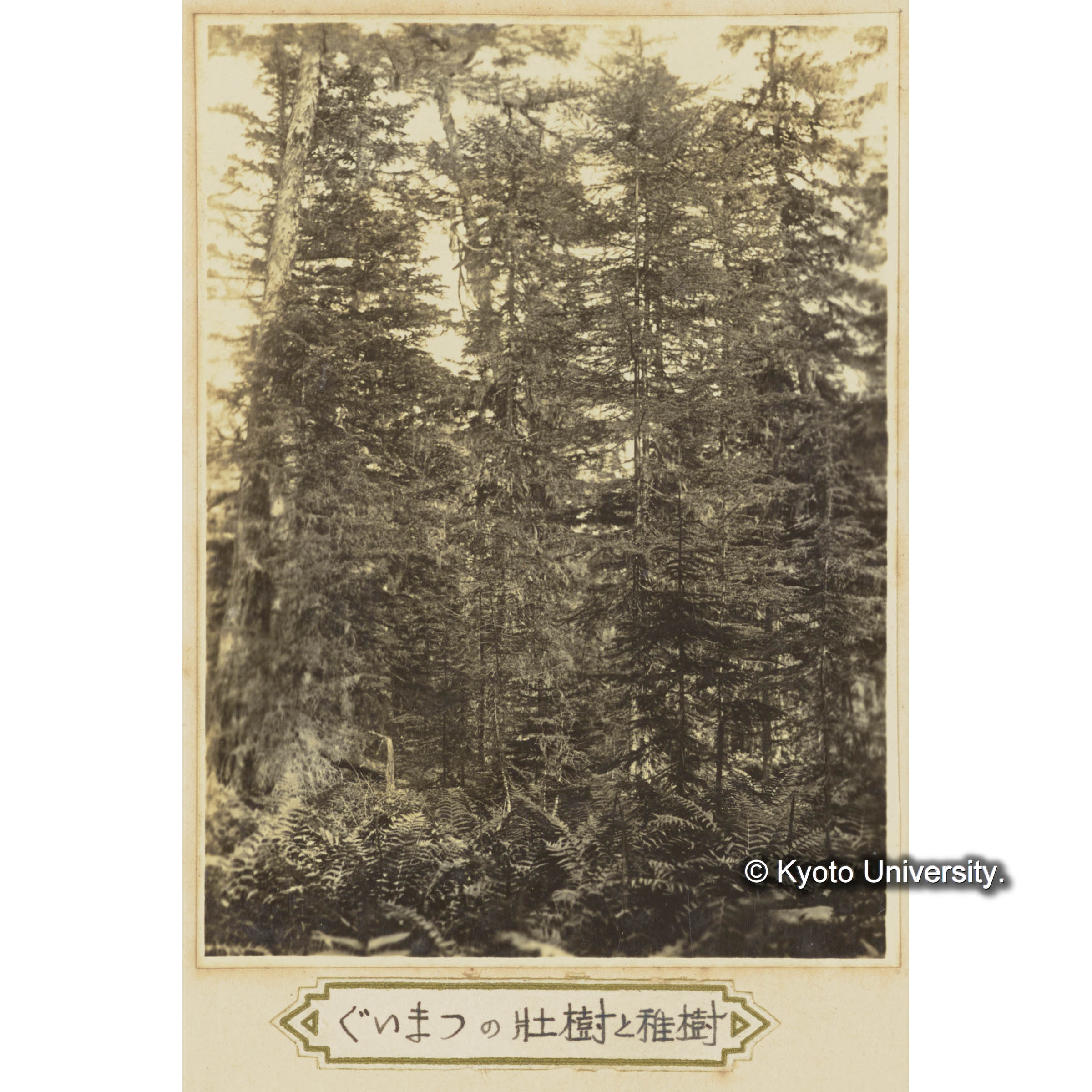 グイマツの壮樹と稚樹 (3)