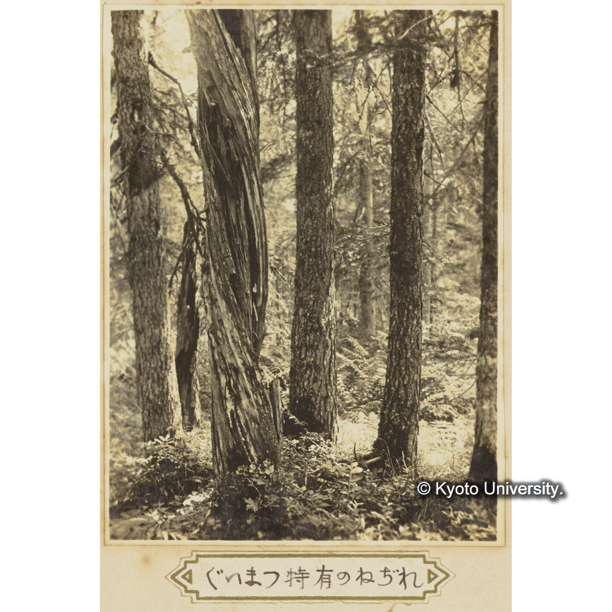 グイマツ特有のねじれ (1)