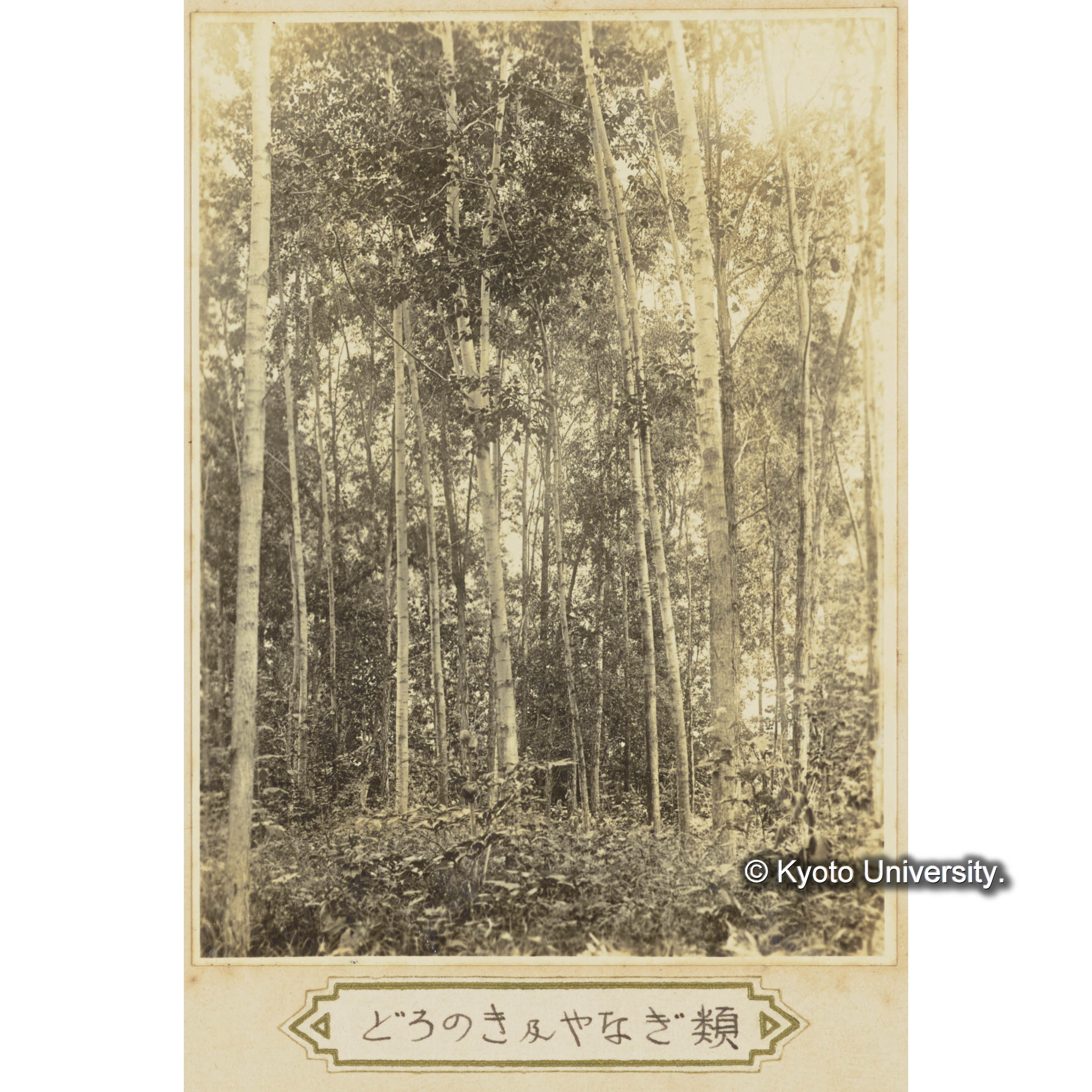 ドロノキ及ヤナギ類 (1)