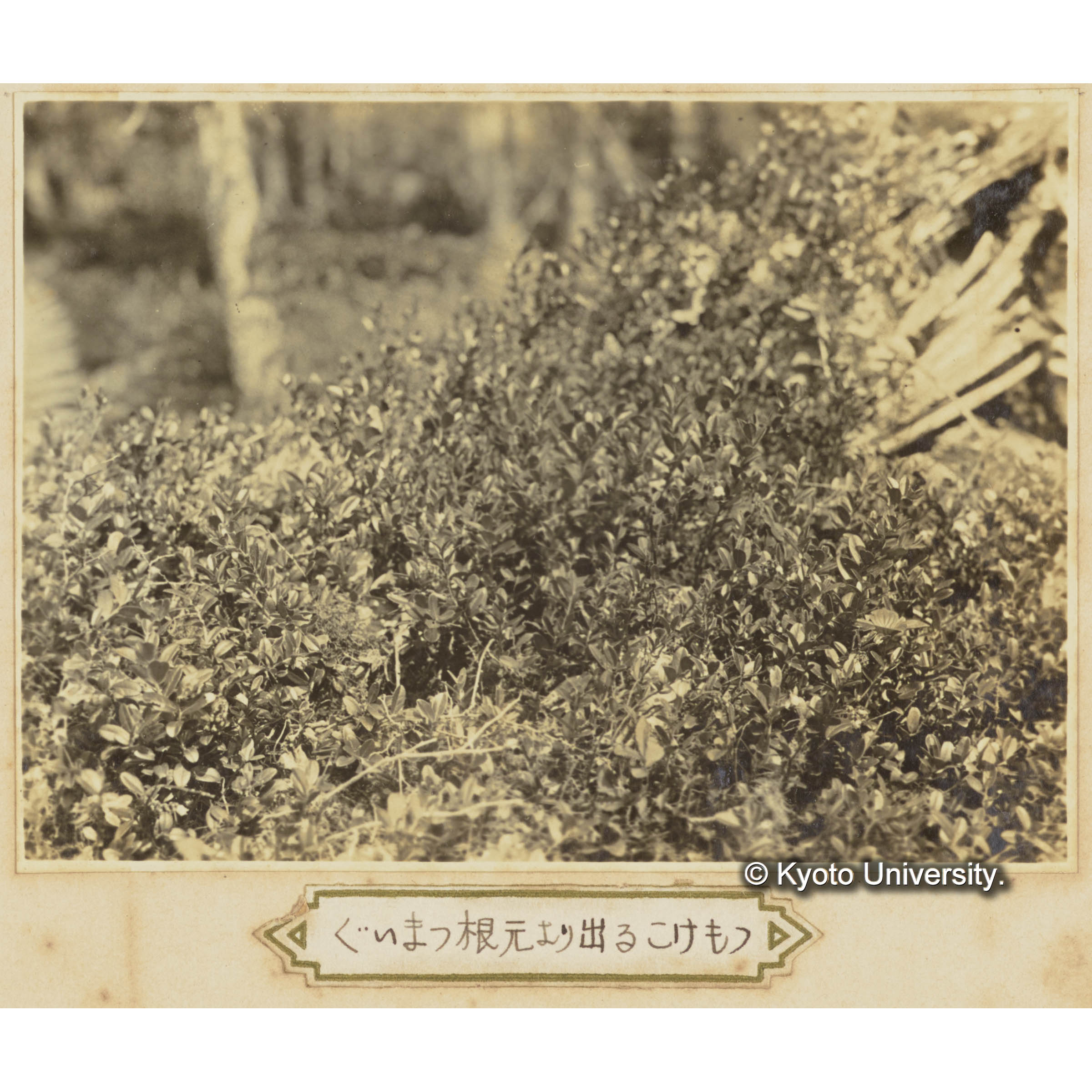 グイマツ根元より出るコケモモ (1)