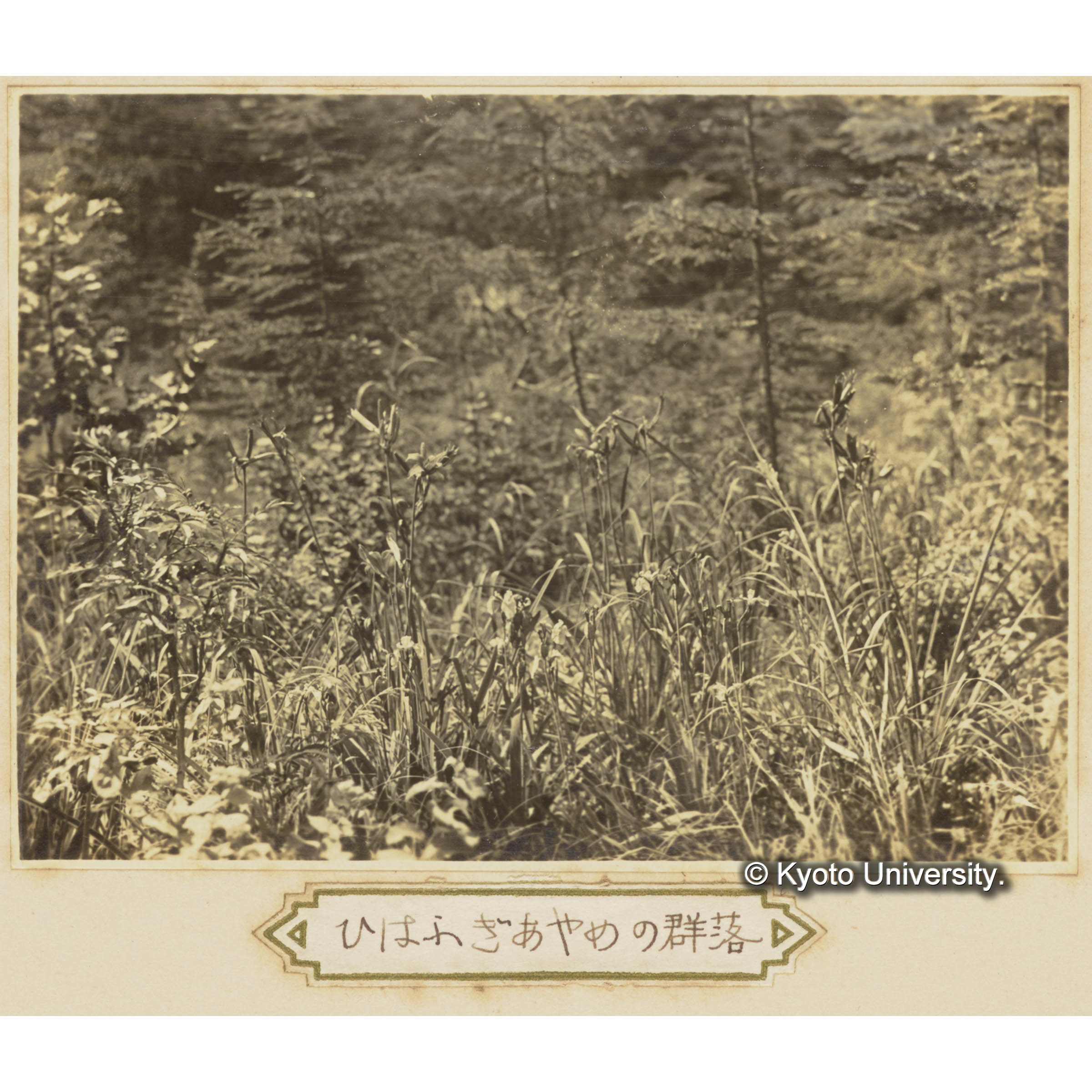 ヒハフギアヤメの群落 (1)