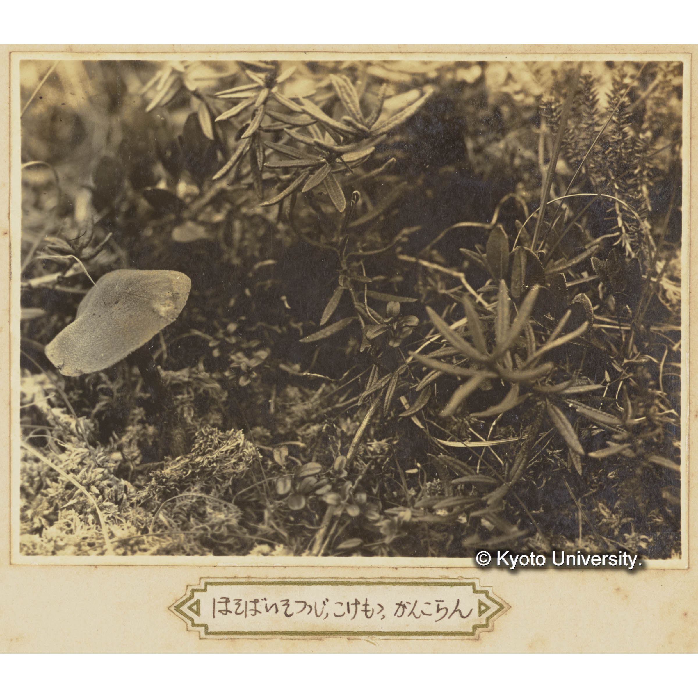 ツンドラ上のホソバイソツツジ、コケモモ、ガンカウラン (1)