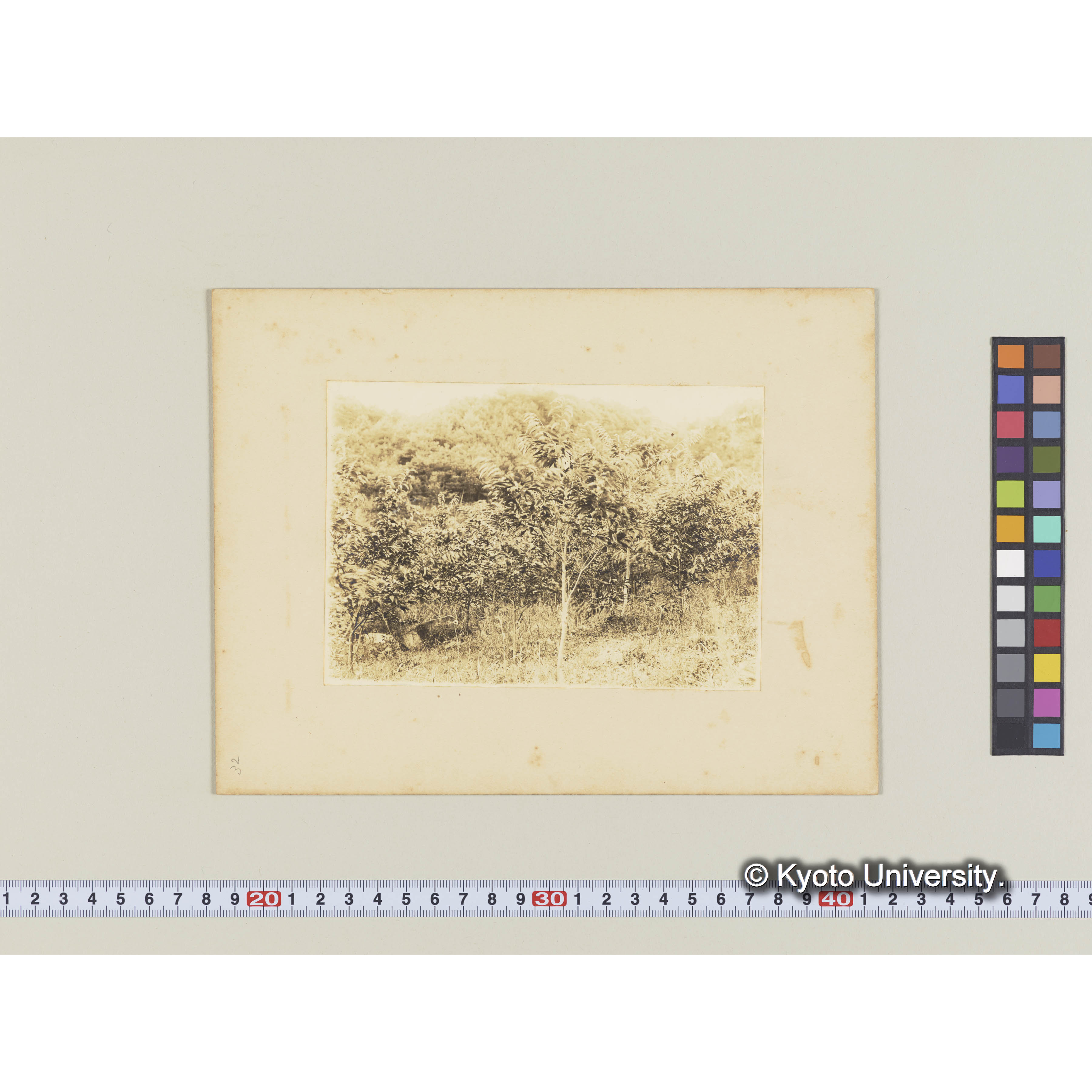 クリ造林地　植栽後7年　事業区I、林班6 (2)