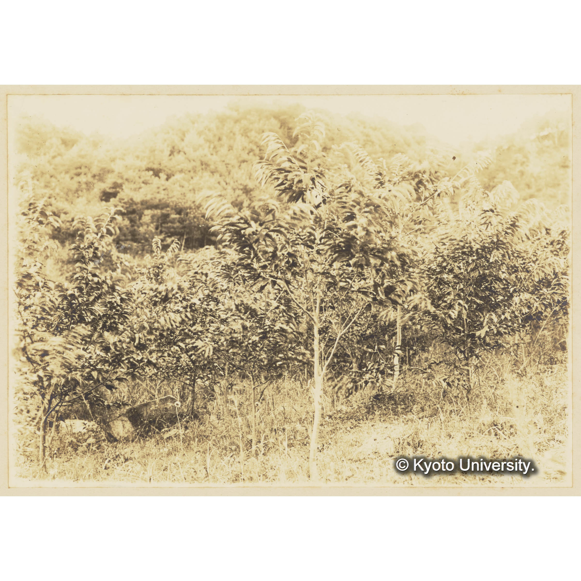 クリ造林地　植栽後7年　事業区I、林班6 (3)