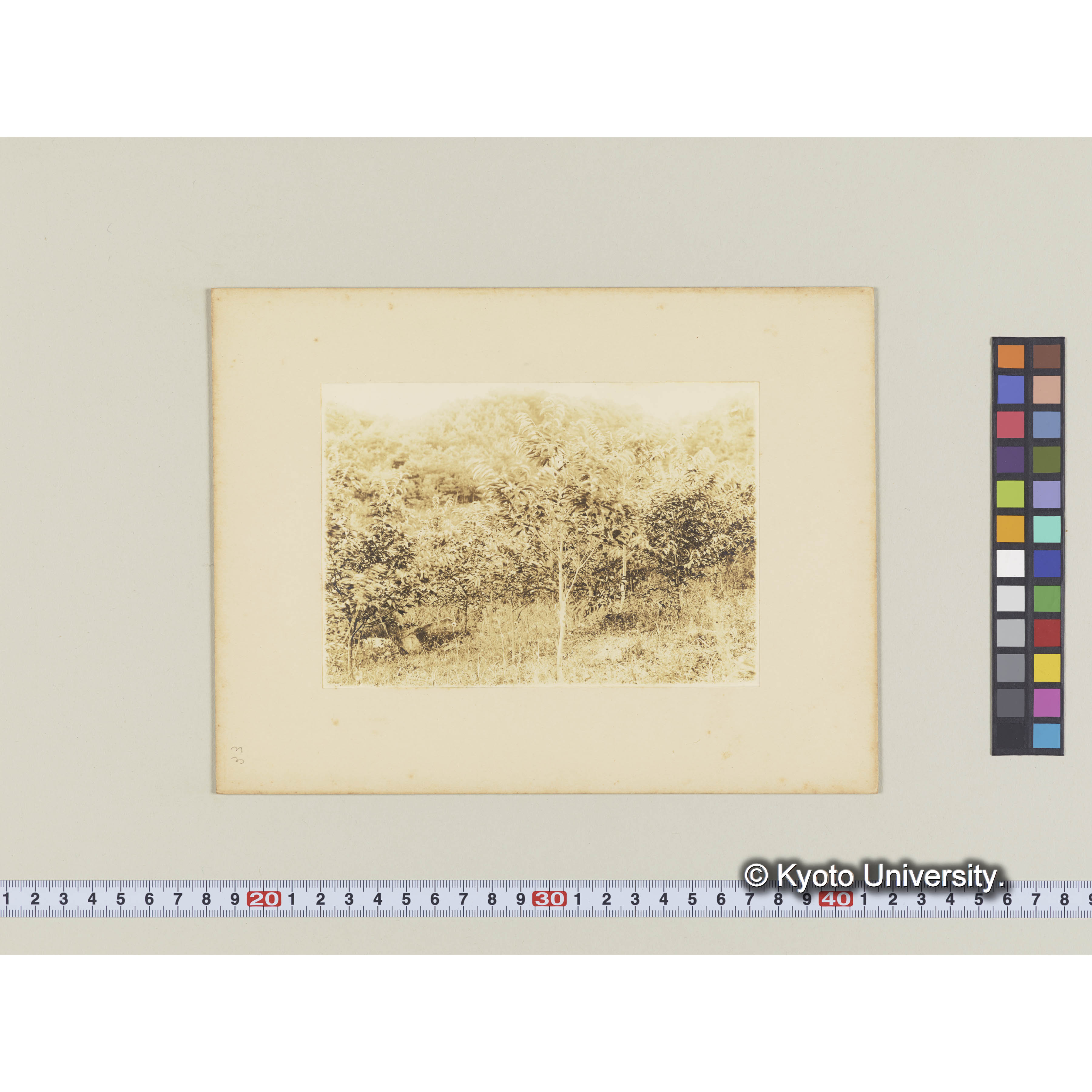 クリ造林地 (植栽後7年) I、6 (2)