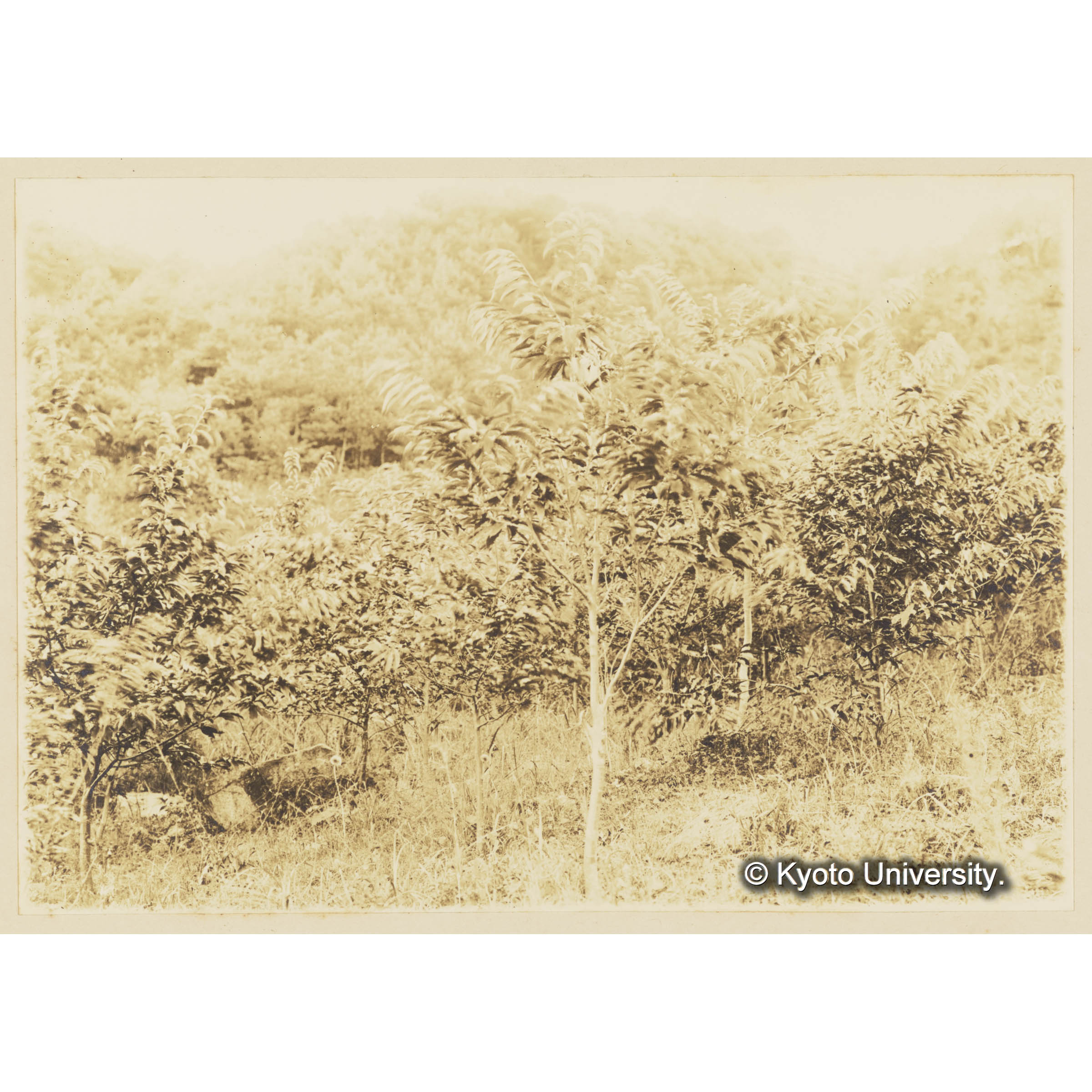 クリ造林地 (植栽後7年) I、6 (3)