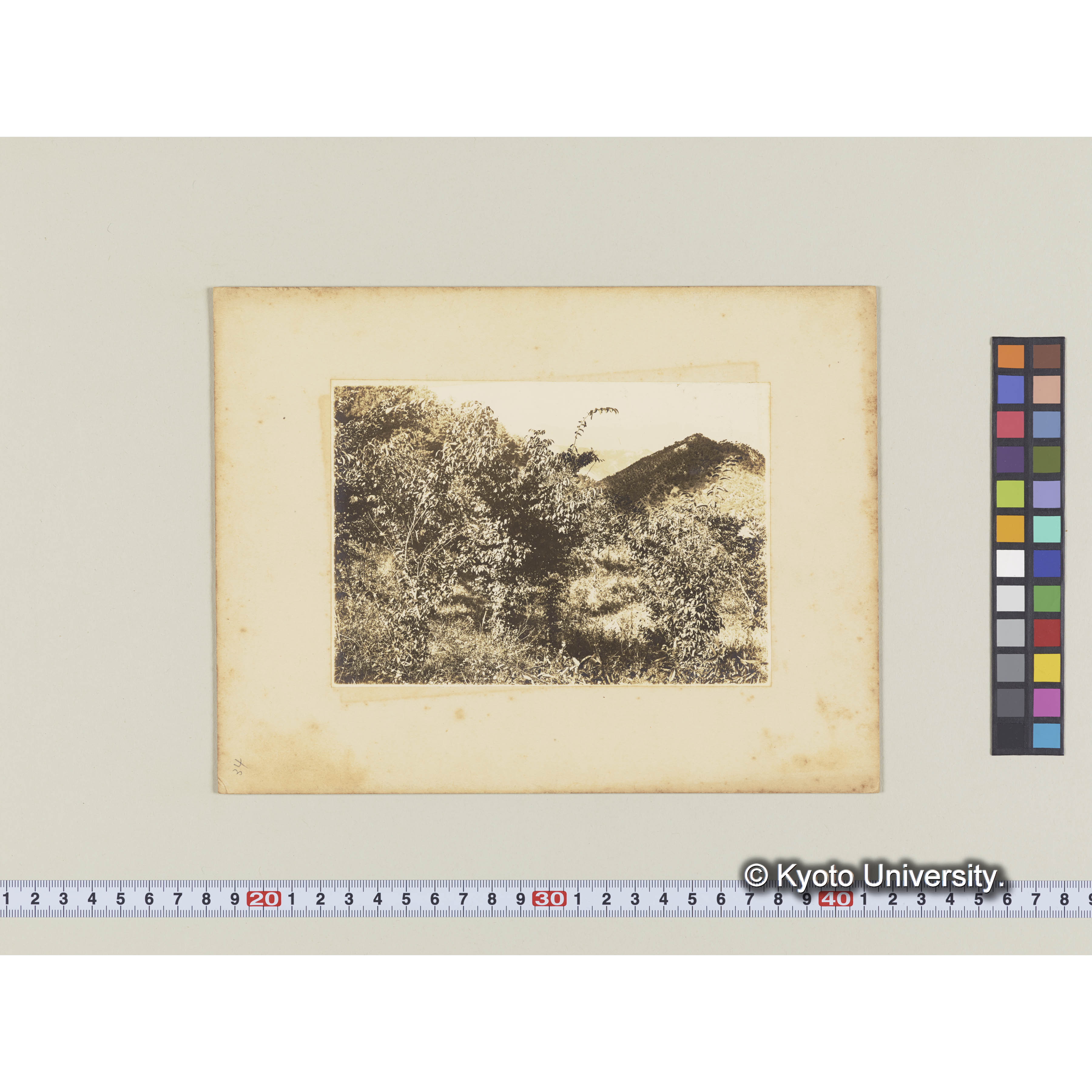 ケヤキ造林地　（植栽後5年)　事業区I林班6 (1)