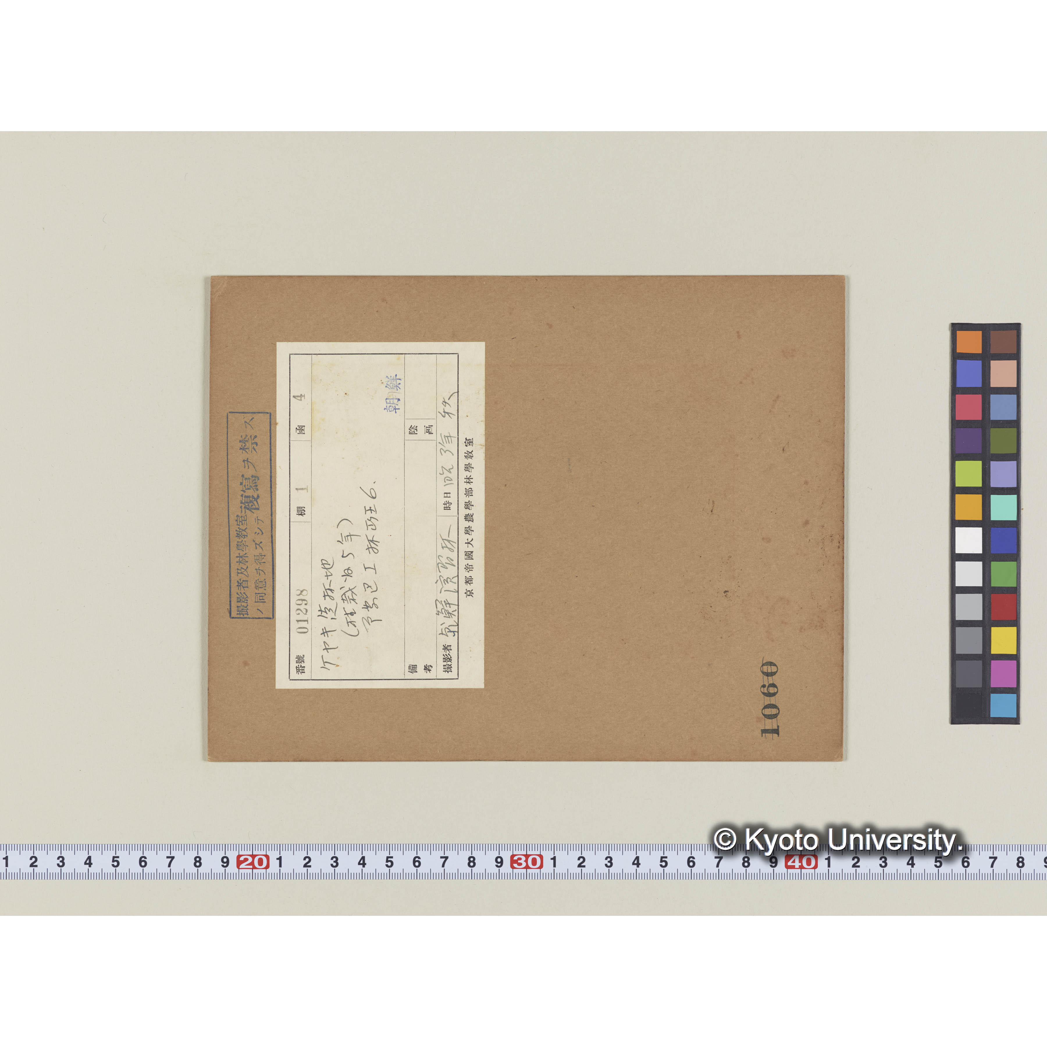 ケヤキ造林地　（植栽後5年)　事業区I林班6 (2)