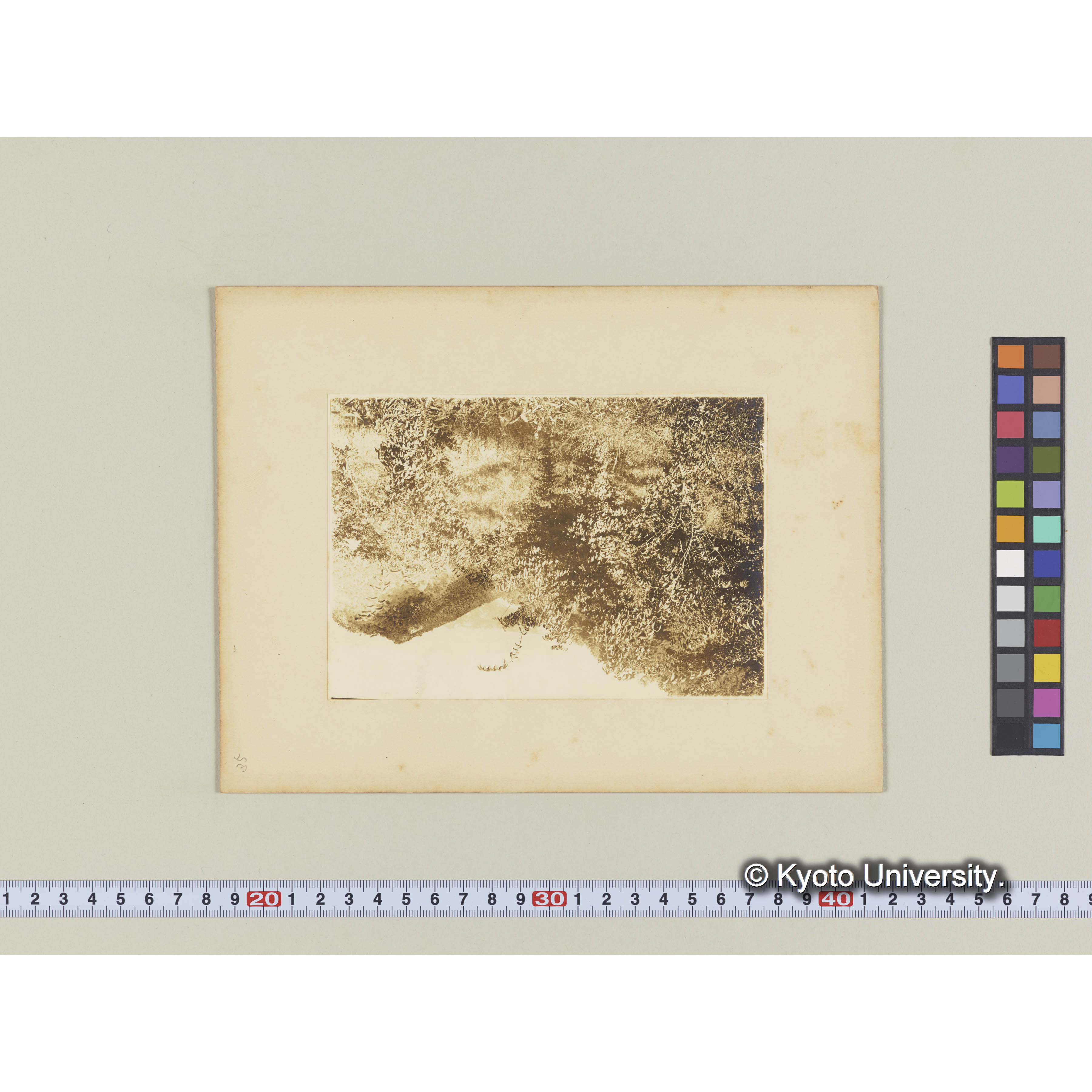 ケヤキ造林地　(植栽後5年)　I、6 (1)