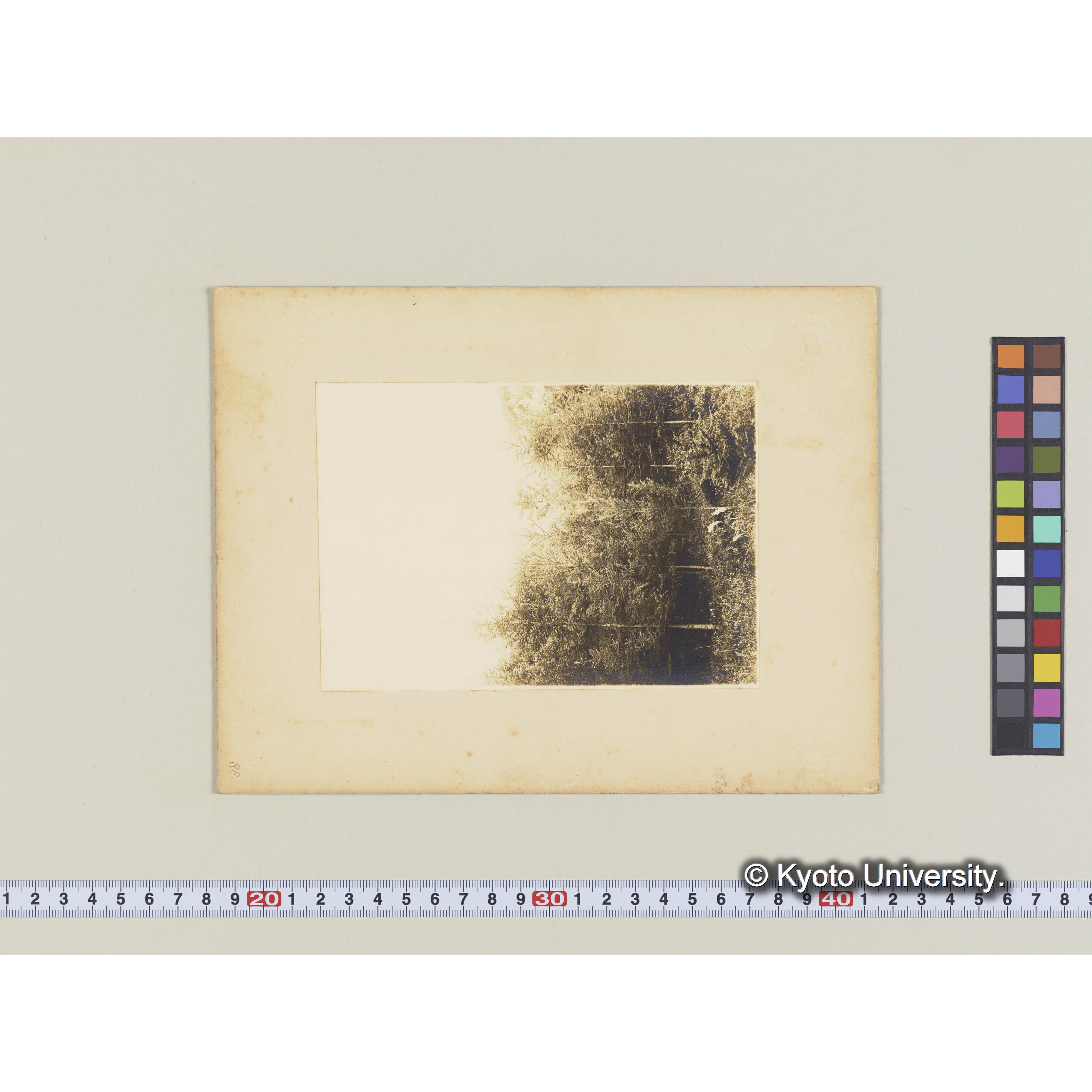 カラマツ造林地　(植栽後7年)　（事業区I林班6） (2)