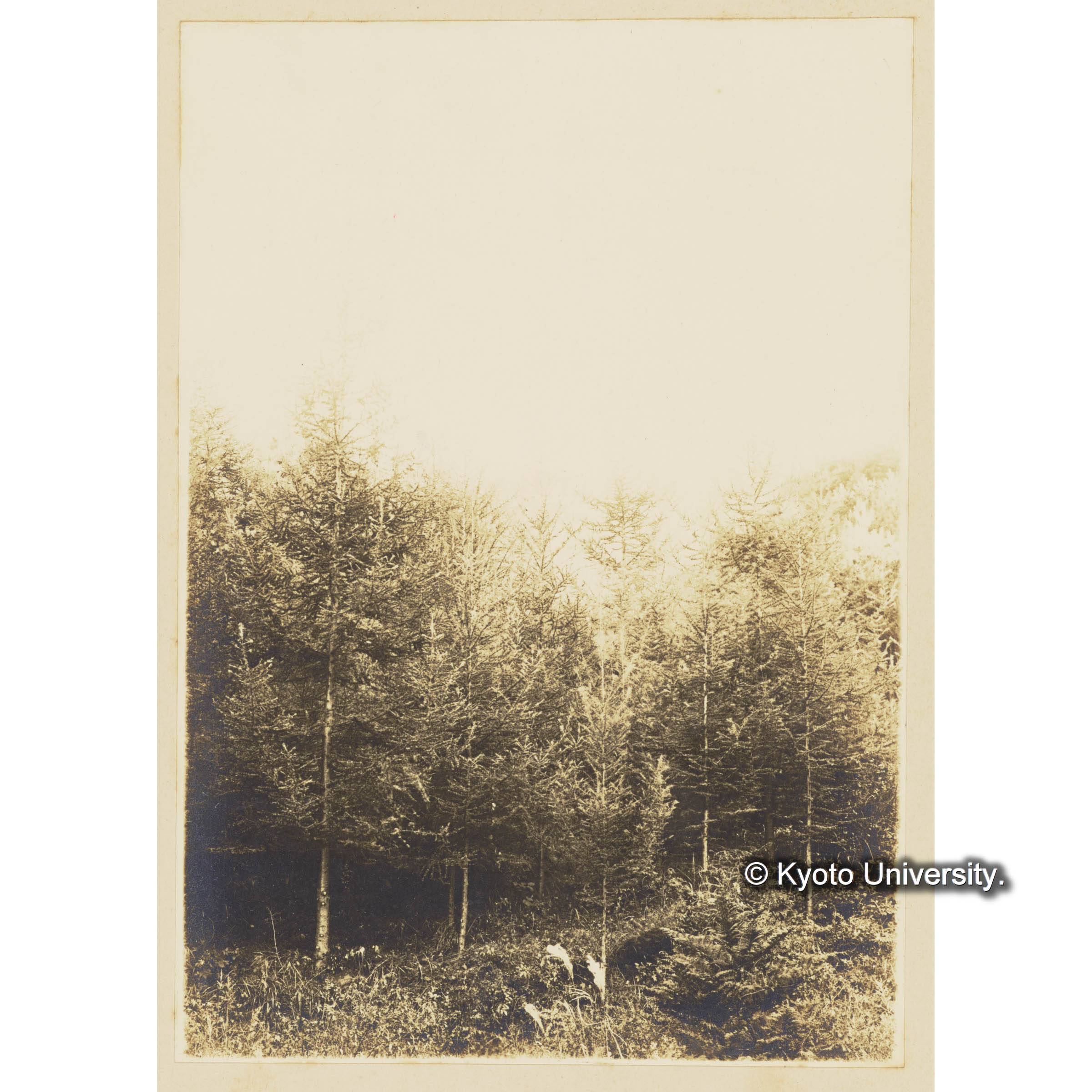 カラマツ造林地　(植栽後7年)　（事業区I林班6） (3)