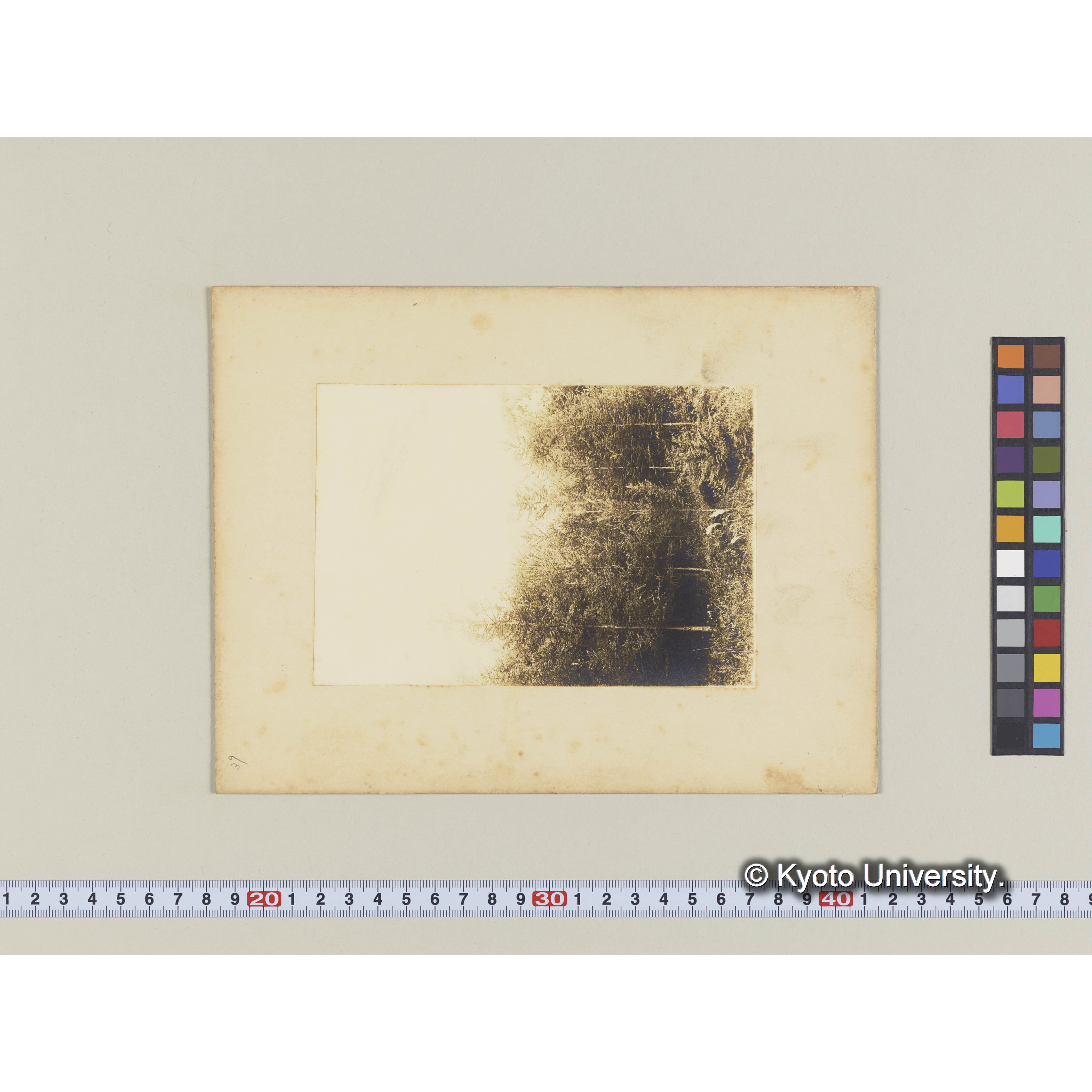 カラマツ造林地　(植栽後7年)　I,　6 (2)