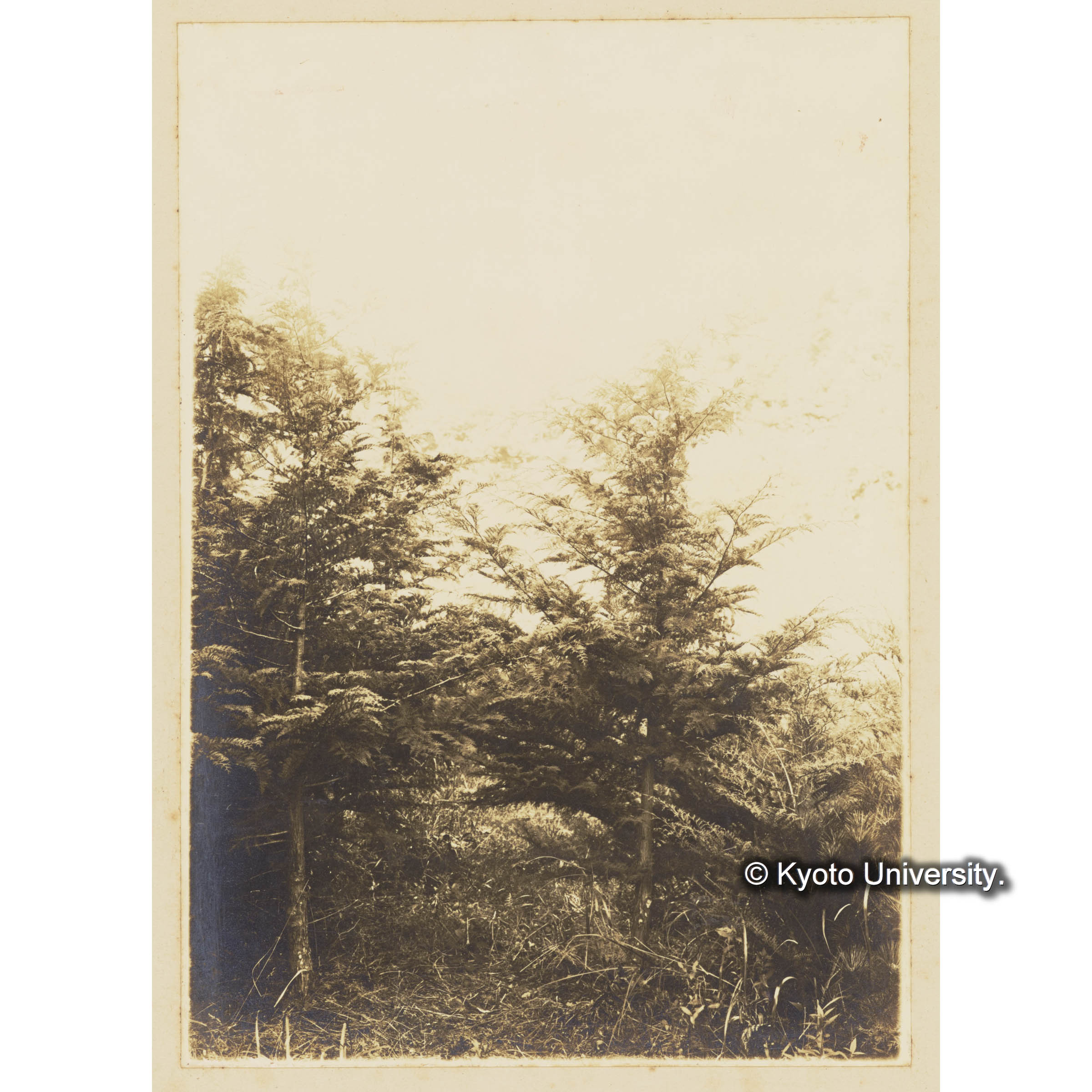 ヒノキ造林地　(植栽後7年)　(事業区I林班6) (3)