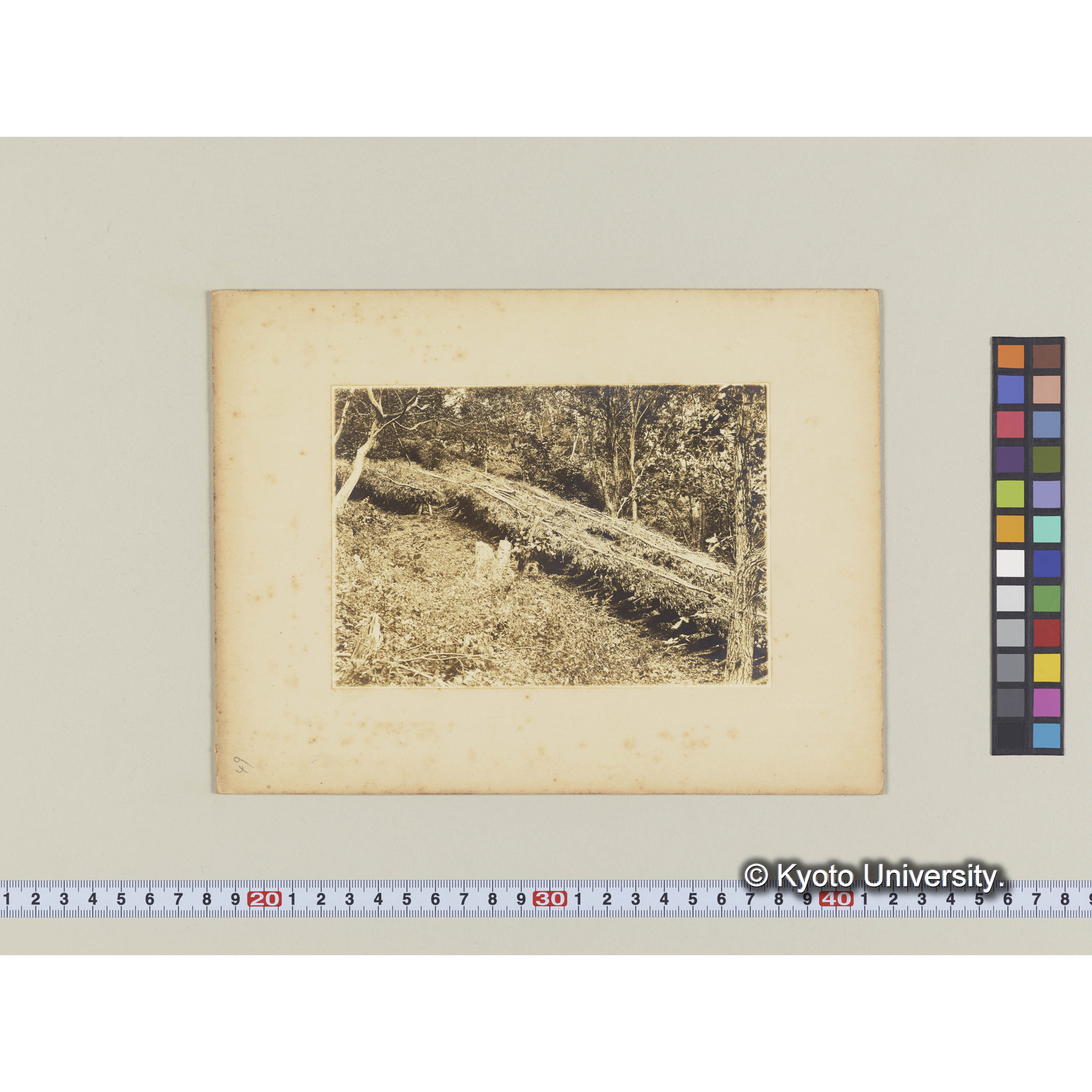 椎茸榾木寝込場　III、10 （2年度伐採) (2)