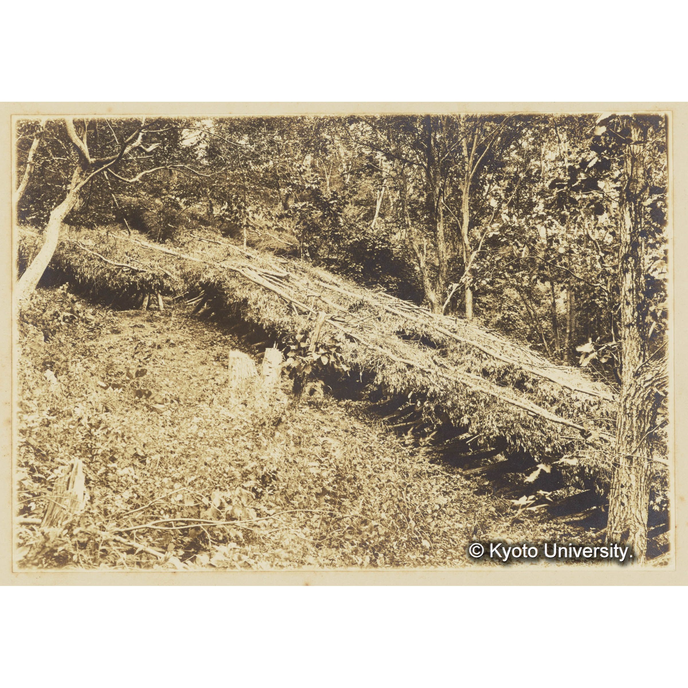 椎茸榾木寝込場　III、10 （2年度伐採) (3)