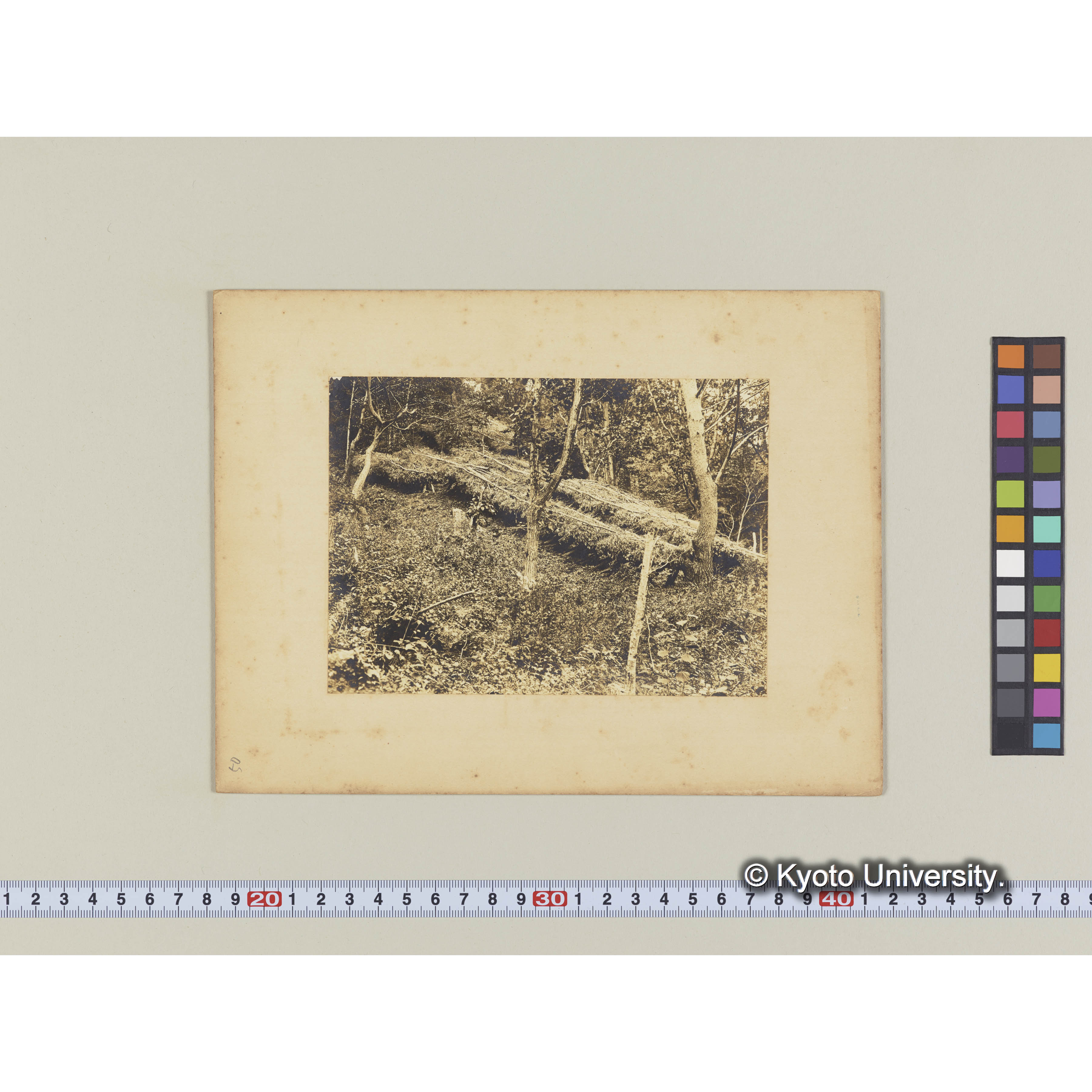 椎茸榾木寝込場　(昭2伐採) (2)