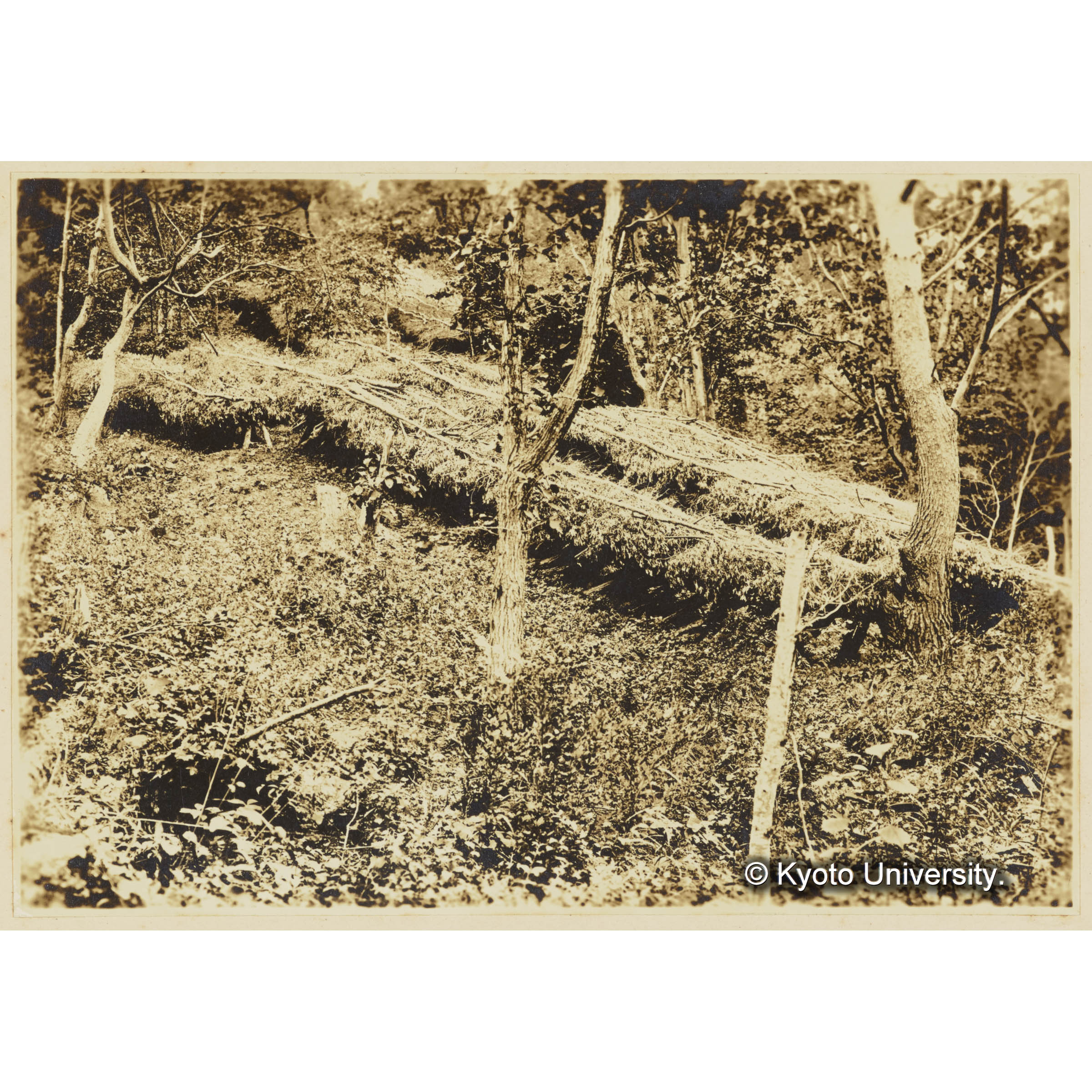 椎茸榾木寝込場　(昭2伐採) (3)