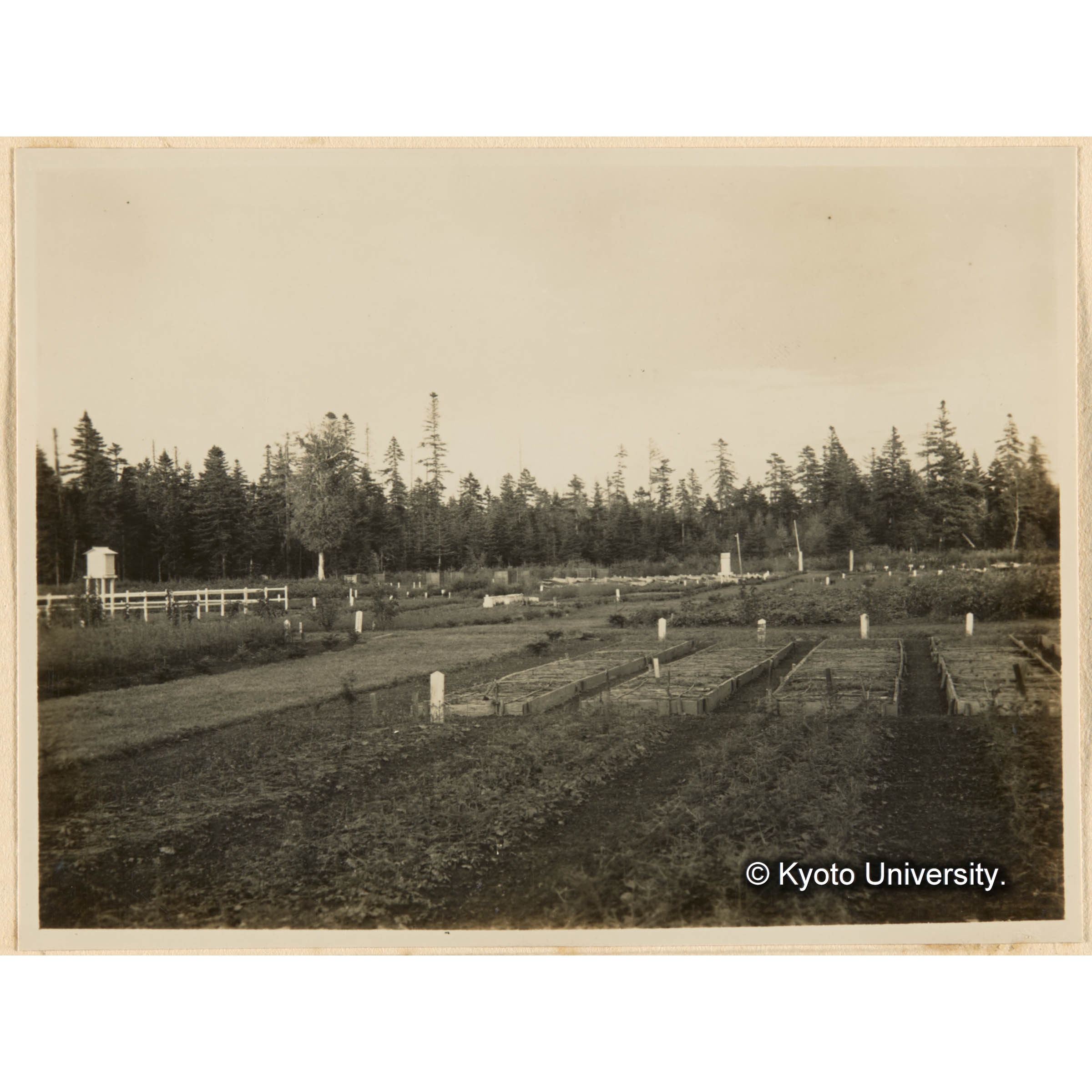 楠山．苗圃ノ一部 (1)