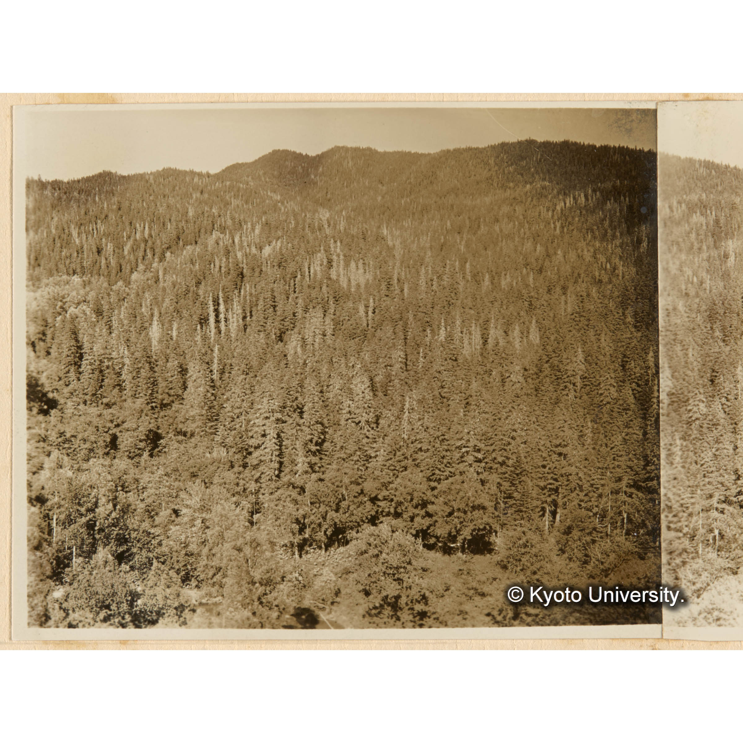 古丹岸團地 德ノ沢対岸崖地ヨリ德ノ沢流域天然林相ヲ望ム．所々白ク見エル樹木ハ虫害枯木（連続写真の左側） (1)