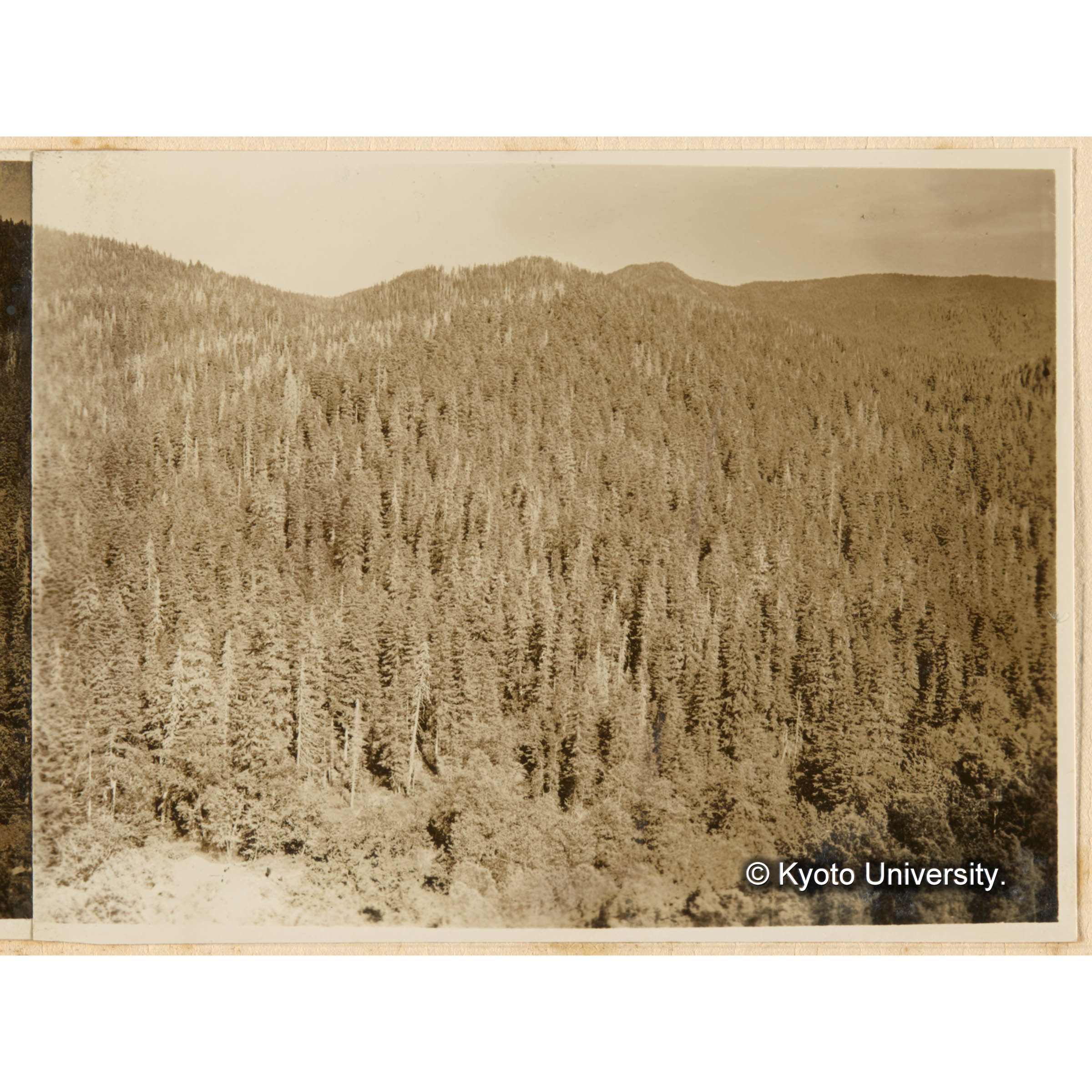 古丹岸團地 德ノ沢対岸崖地ヨリ德ノ沢流域天然林相ヲ望ム．所々白ク見エル樹木ハ虫害枯木（連続写真の右側） (1)