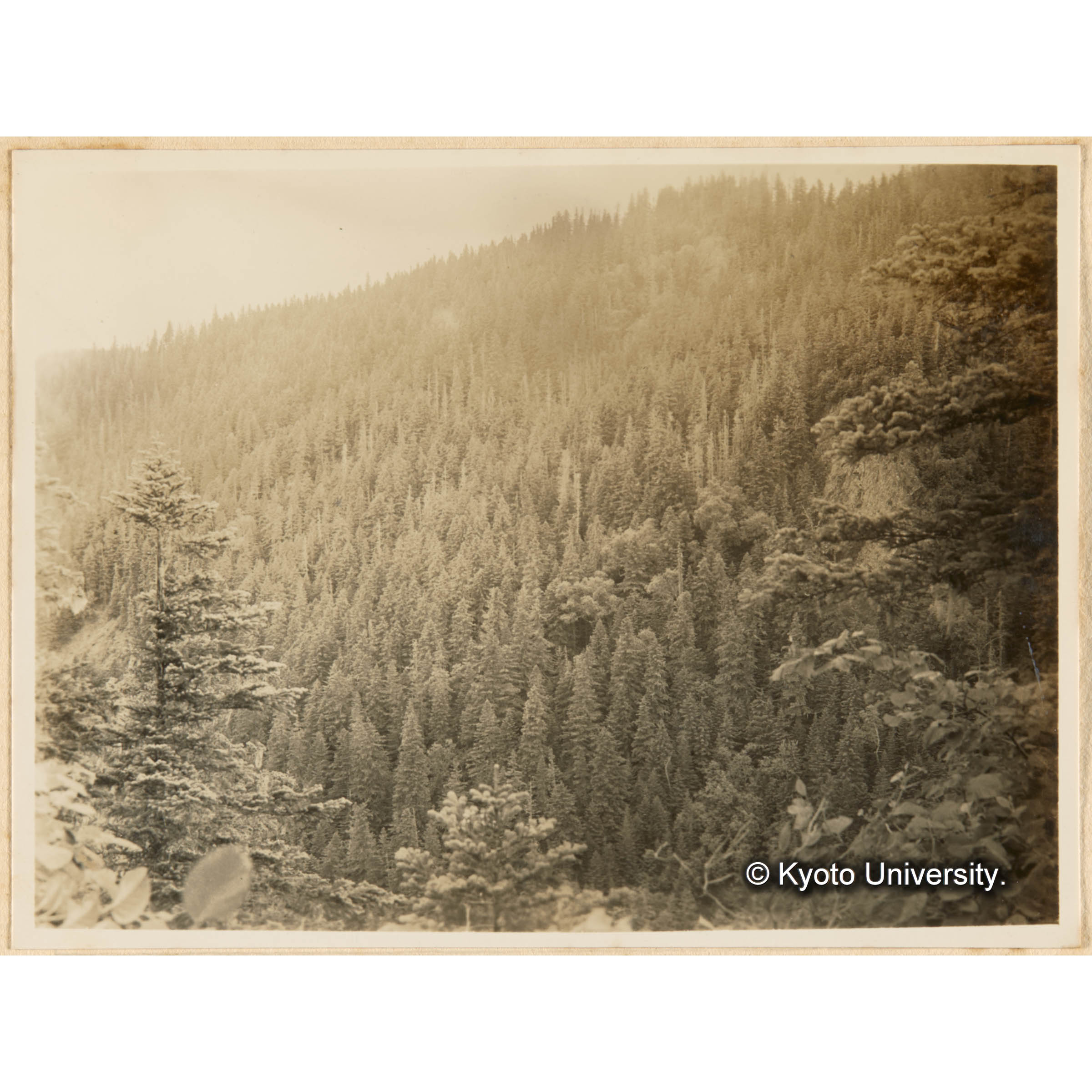 とら川北股、苦心沢間峰通リヨリ対岸西面急斜地．天然林相ヲ望ム (1)