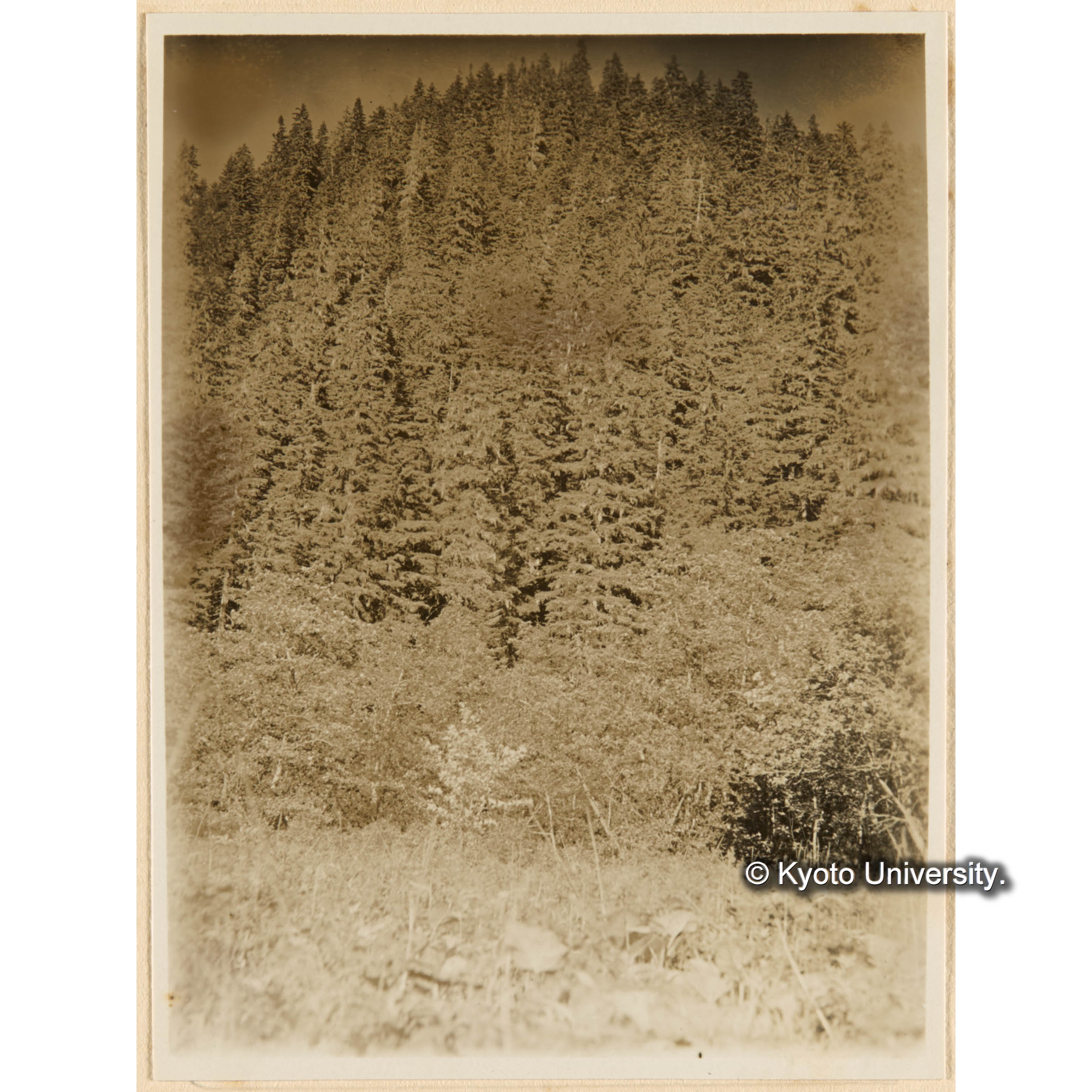 えぞまつ、とどまつ混淆天然林　きばらり川沿岸（德ノ沢附近）西南急斜面 (1)