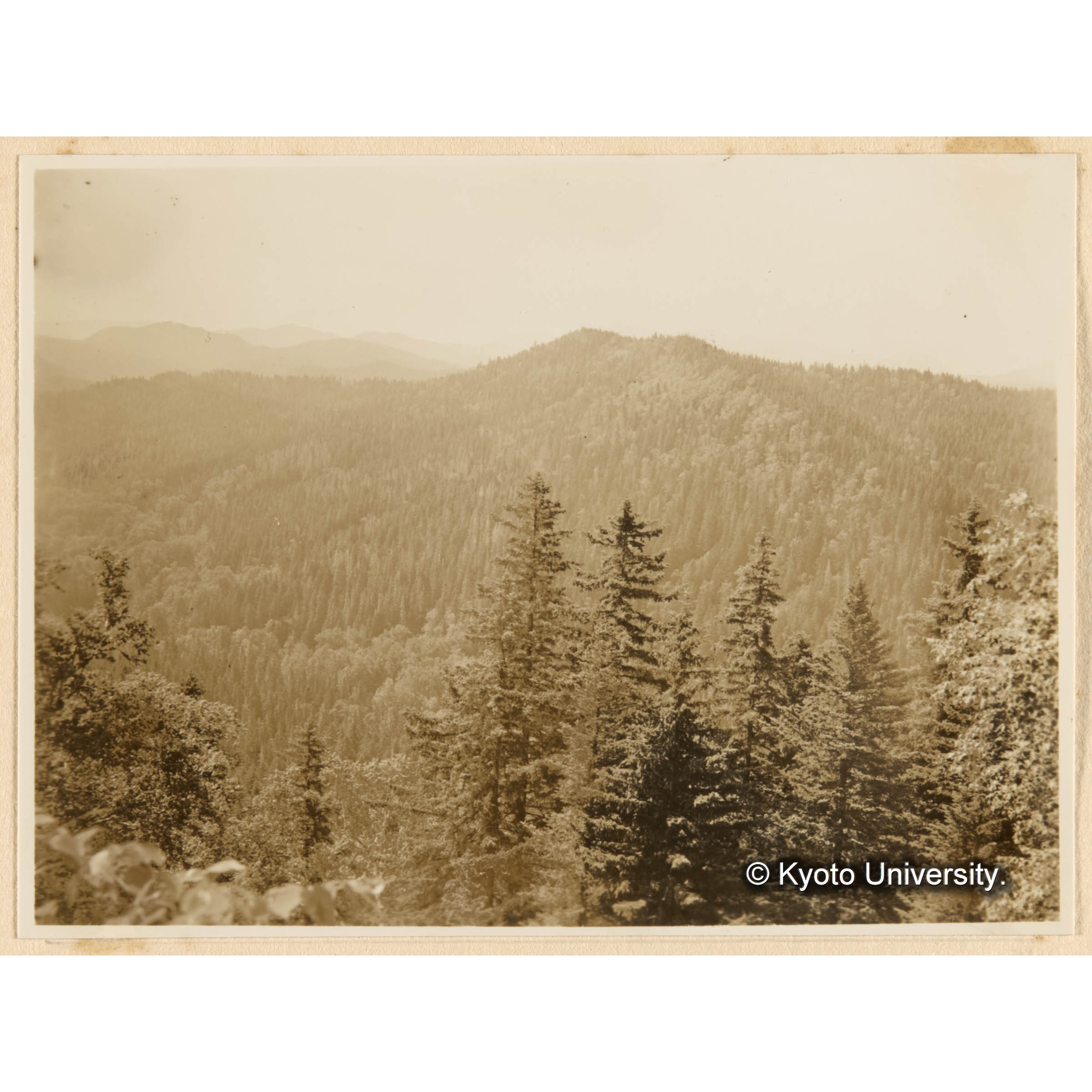 東南面斜地ニ於ケルえぞまつ、とどまつ、そうしかんば混淆天然林、古丹岸團地、德ノ沢流域峰通リヨリ対岸、西股東股間峰通リヲ望ム (1)