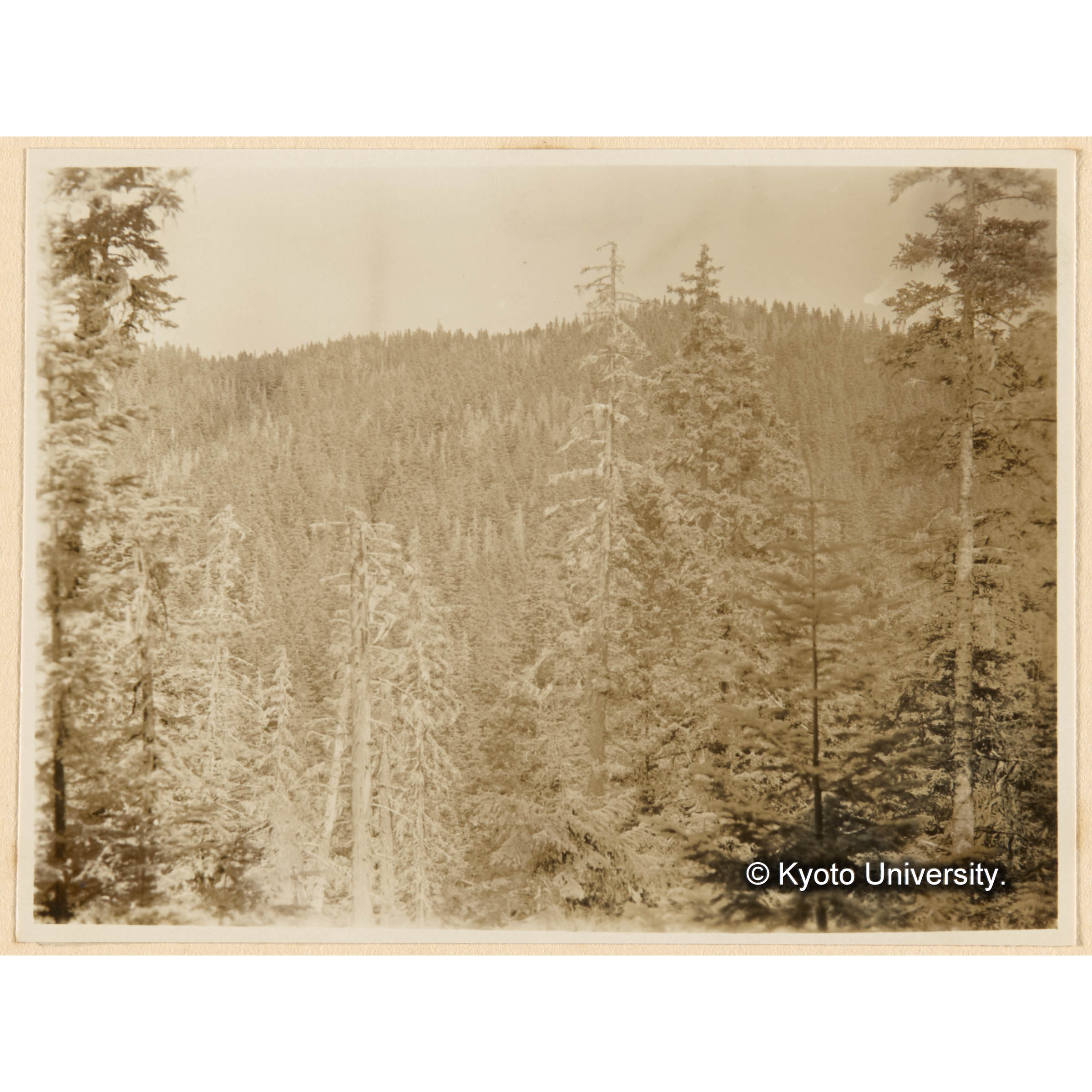 鴨ノ沢、上流域峰通リヨリ対岸南面林相　えぞまつ、とどまつ天然林ヲ望ム　所々「ヤツバキクヒムシ」ニヨル枯損木奌在ス (1)