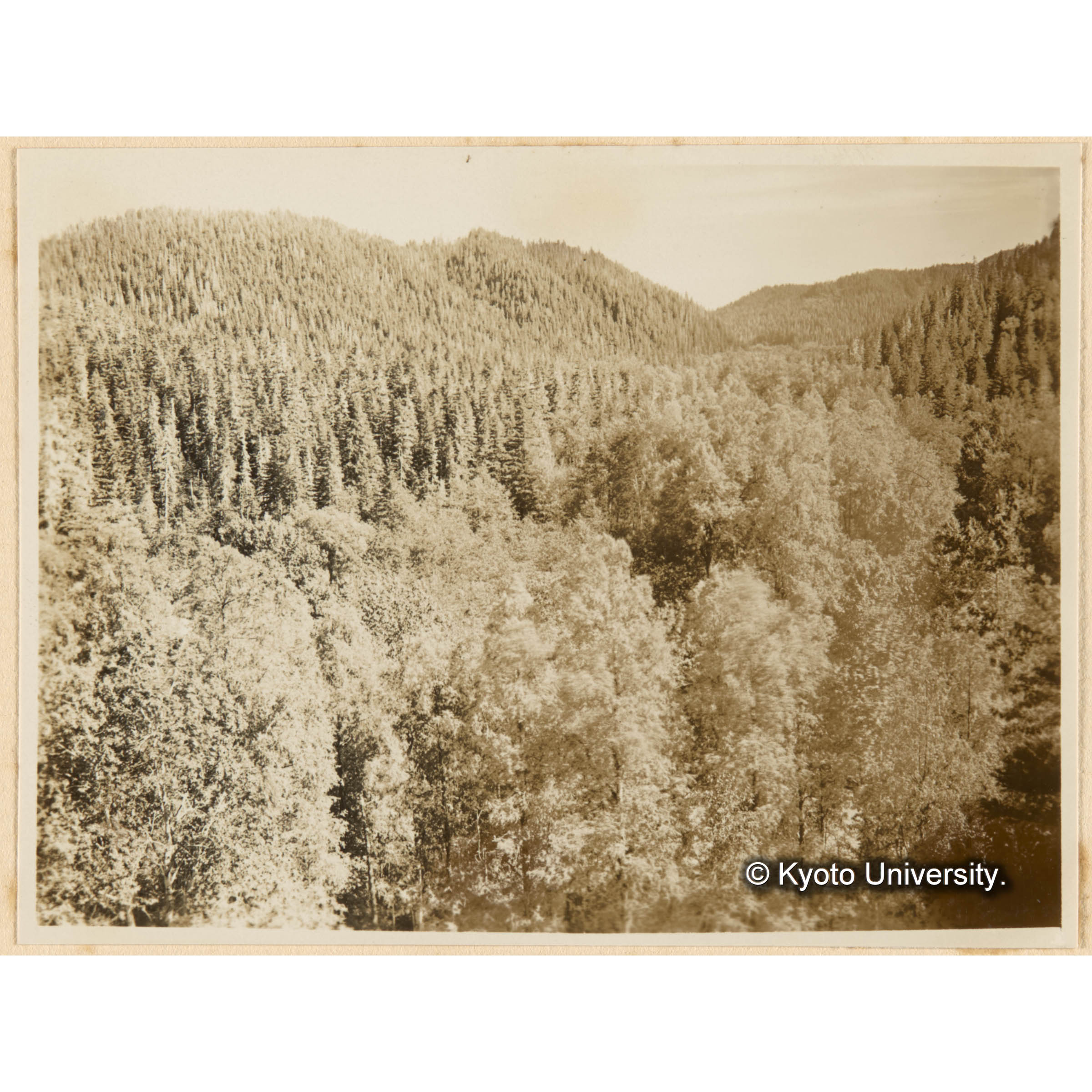 古丹岸團地 德ノ沢前、崖地ヨリ南方きばらり川両岸、ノ闊葉樹林ヲ望ム (1)