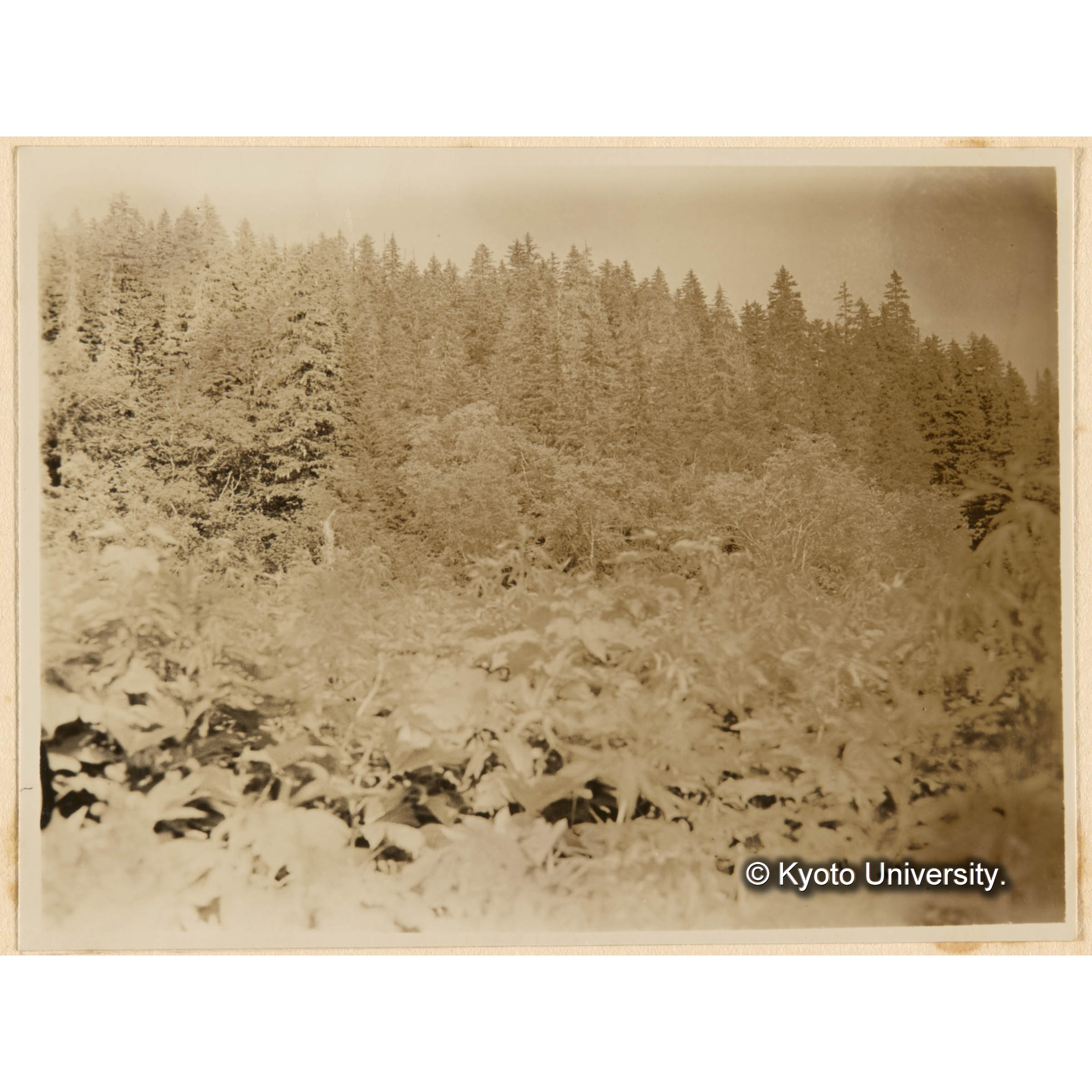 きばらり川西股、鴨ノ沢合流奌附近ノえぞまつ、とどまつ混淆天然林 (1)