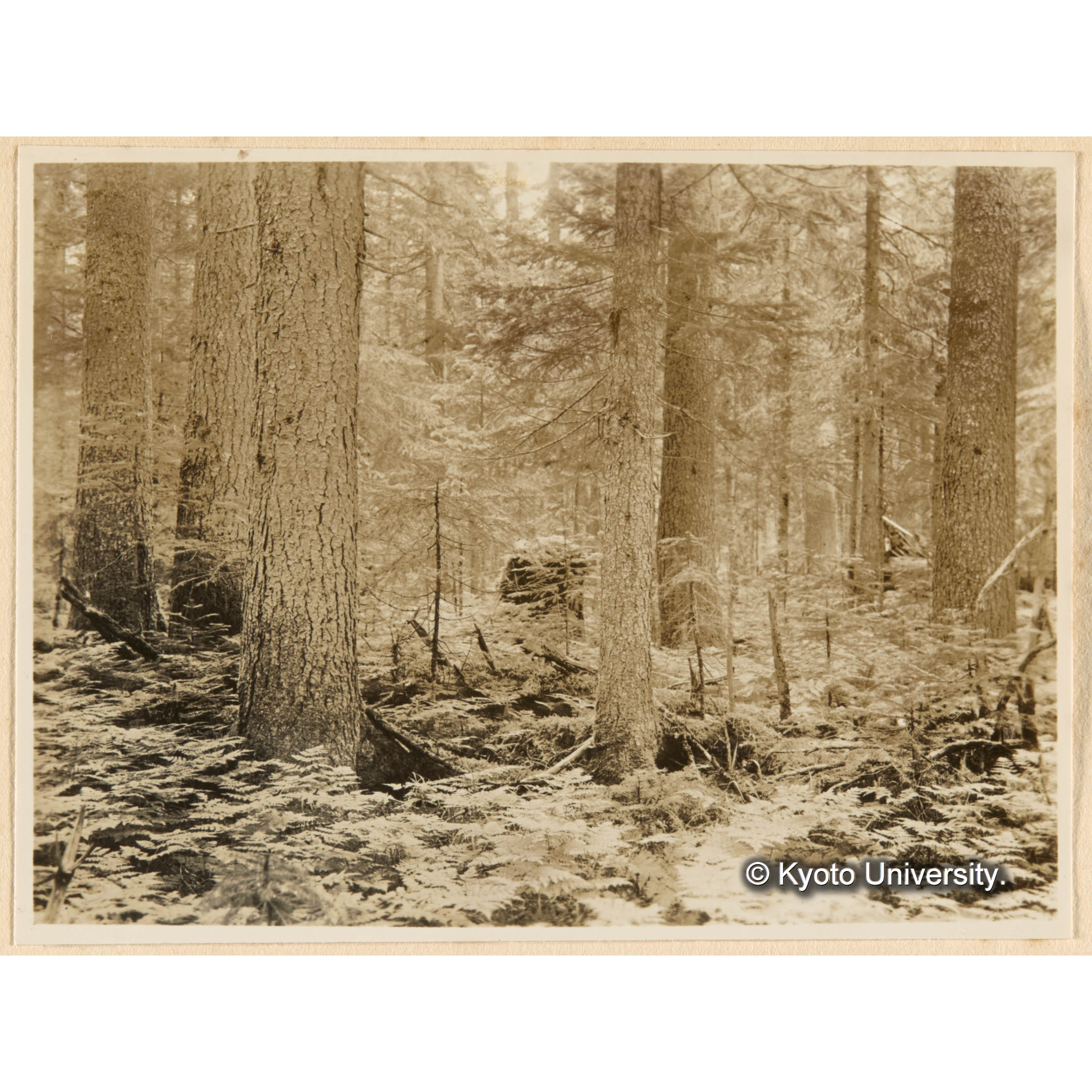 えぞまつ、とどまつ混淆天然林　おくやましだ優勢地　三等地　古丹岸團地　德ノ沢流域 (1)