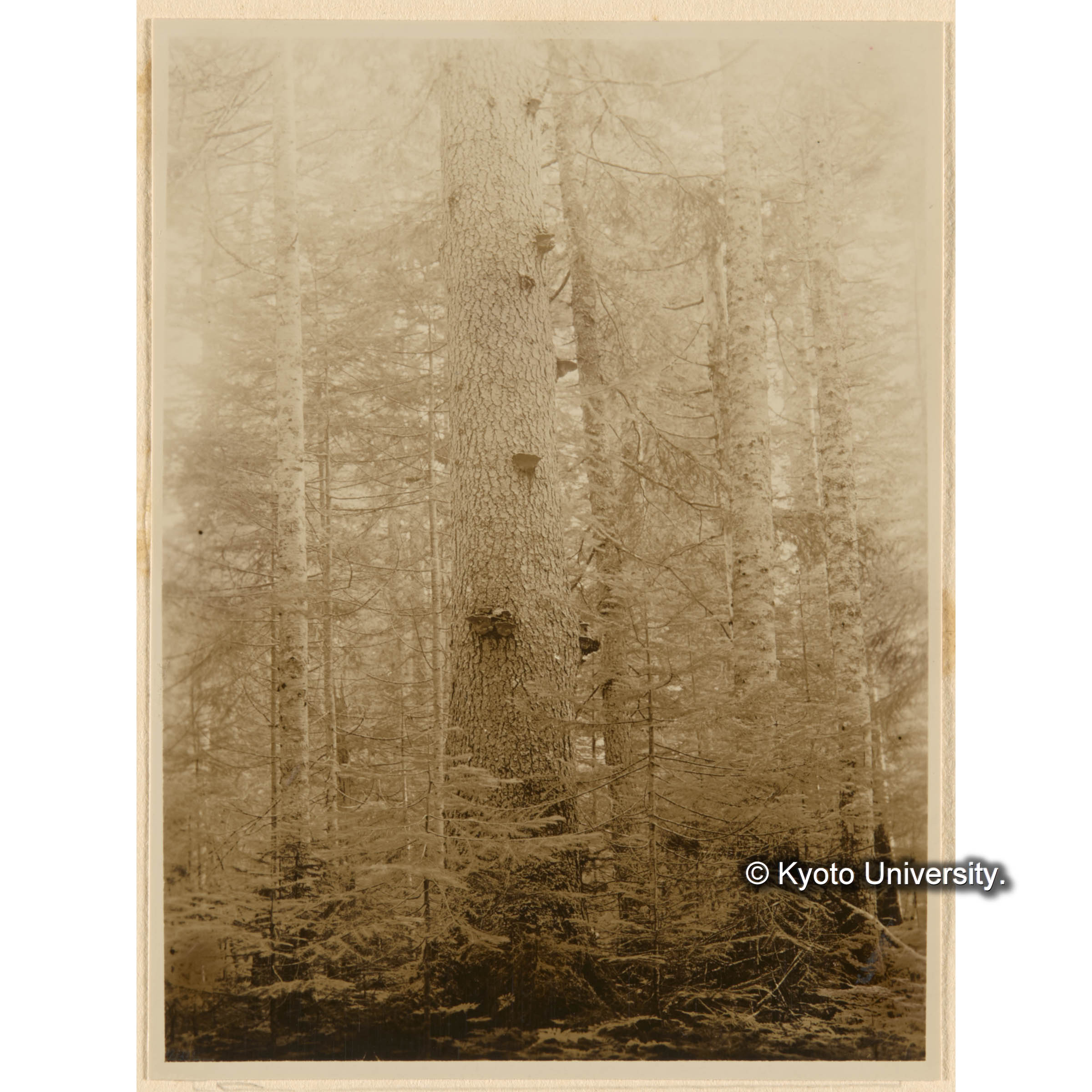 えぞまつ、とどまつ混淆天然林　おくやましだ優勢地　二等地　古丹岸團地　とつ川、きばらり川合流奌附近 (1)