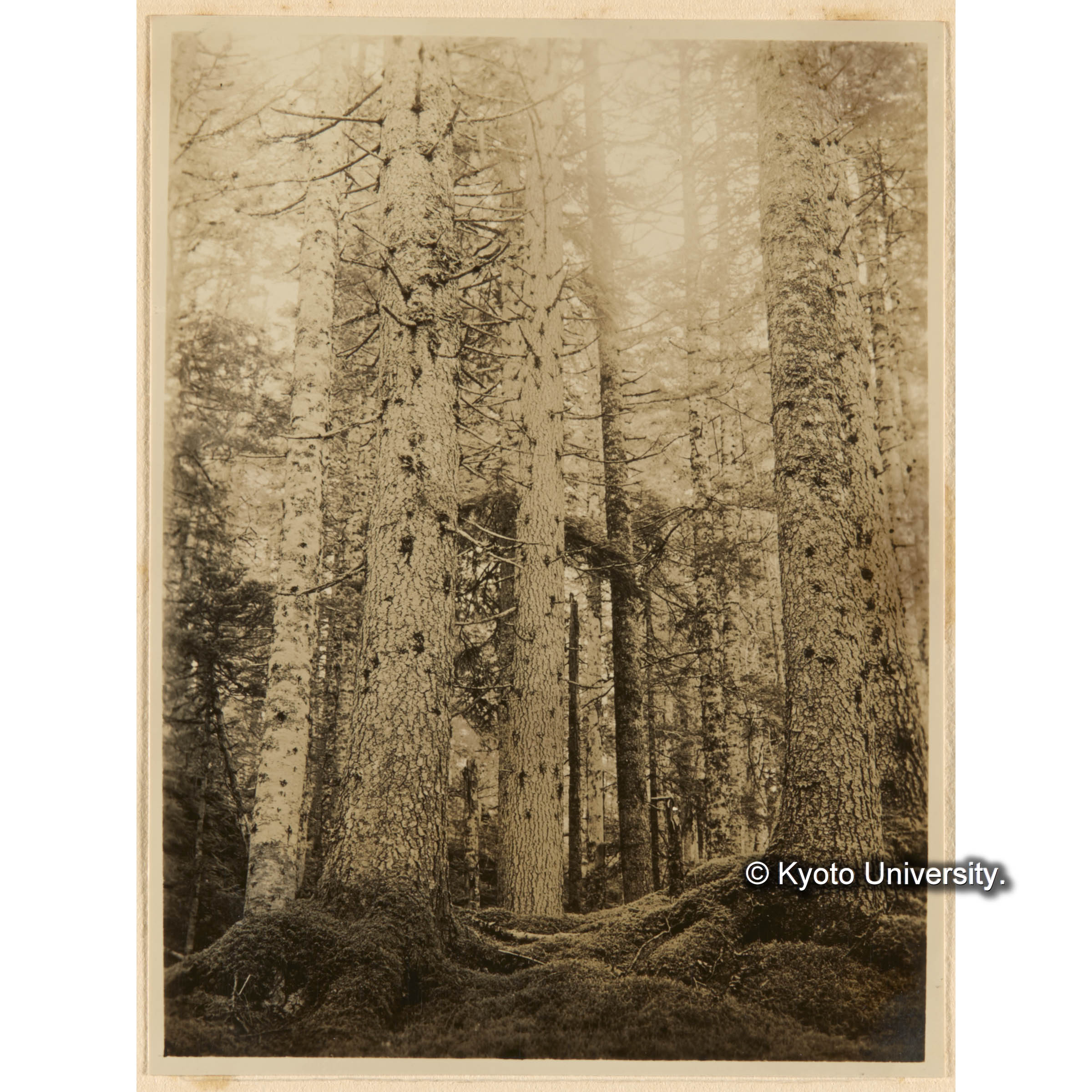 えぞまつ、とどまつ混淆天然林　こみやまかたばみ、いはだれごけ、たちはひごけ優勢地　二等地　とつ川、きばらり川合流奌附近 (1)