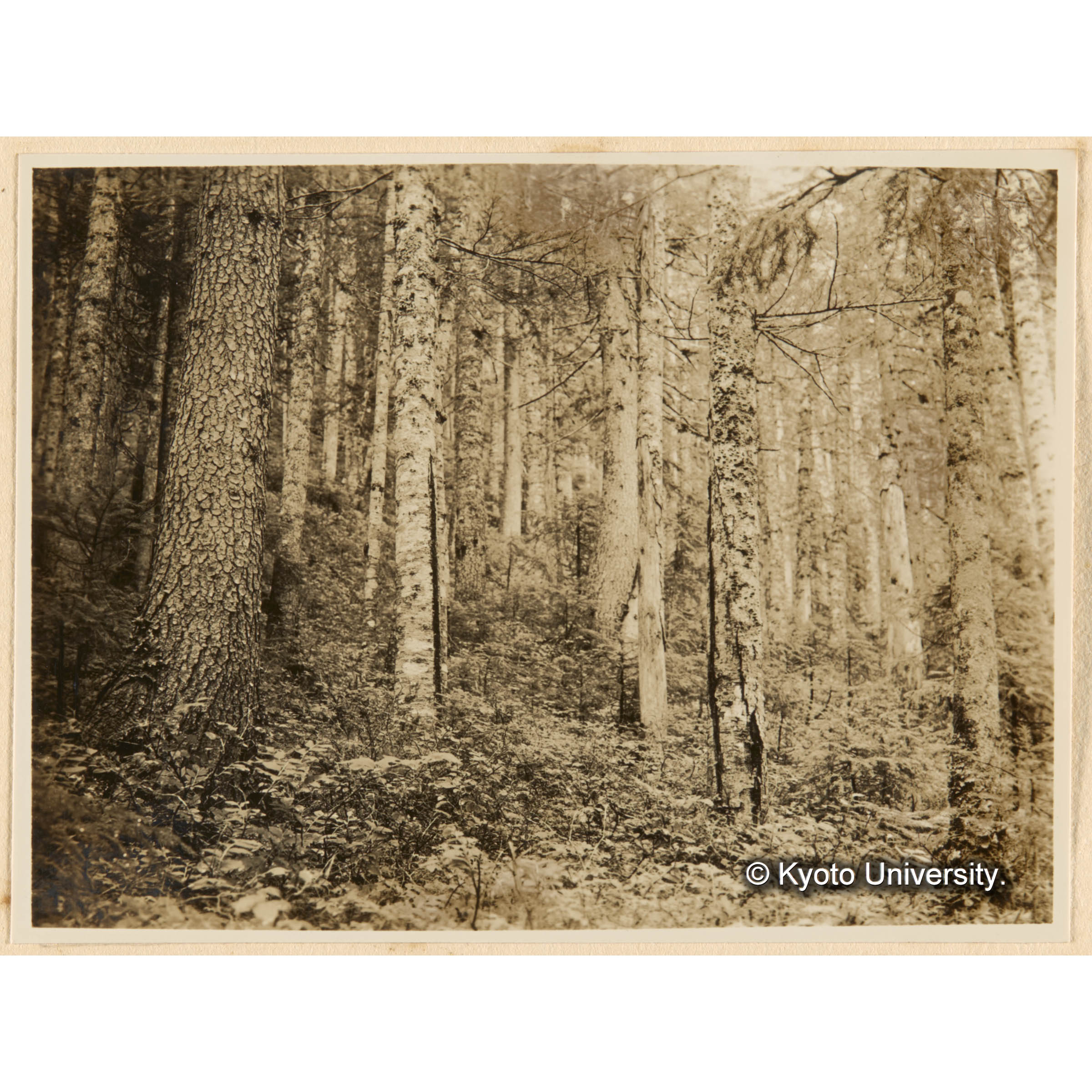 えぞまつ、とどまつ混淆天然林　えぞくろうすご、おほばすのき優勢地---五等地　古丹岸團地、德ノ沢流域----急斜地 (1)