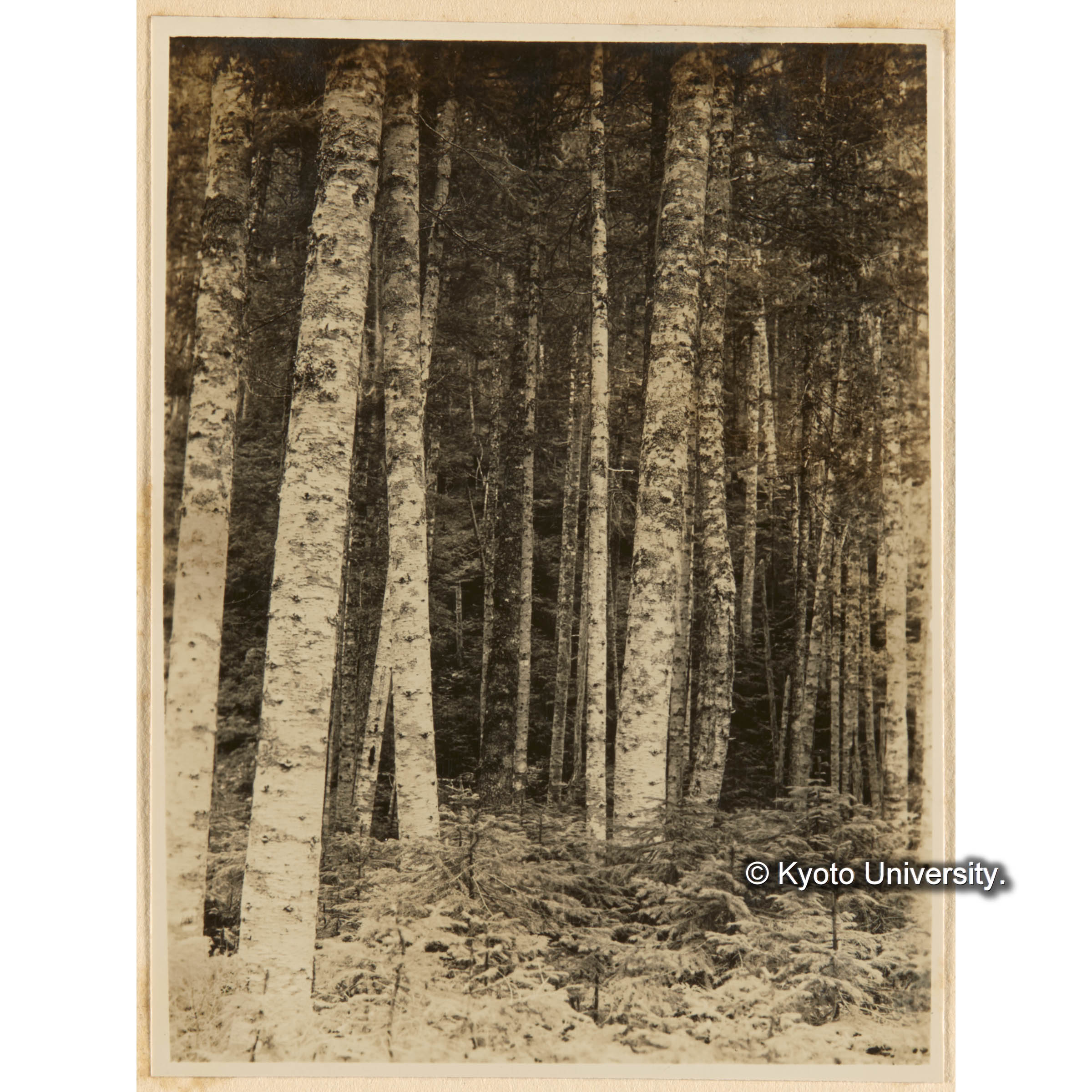 とどまつ優勢ナル天然林　古丹岸川岸、上楠ヨリ約2km奥左岸 (1)