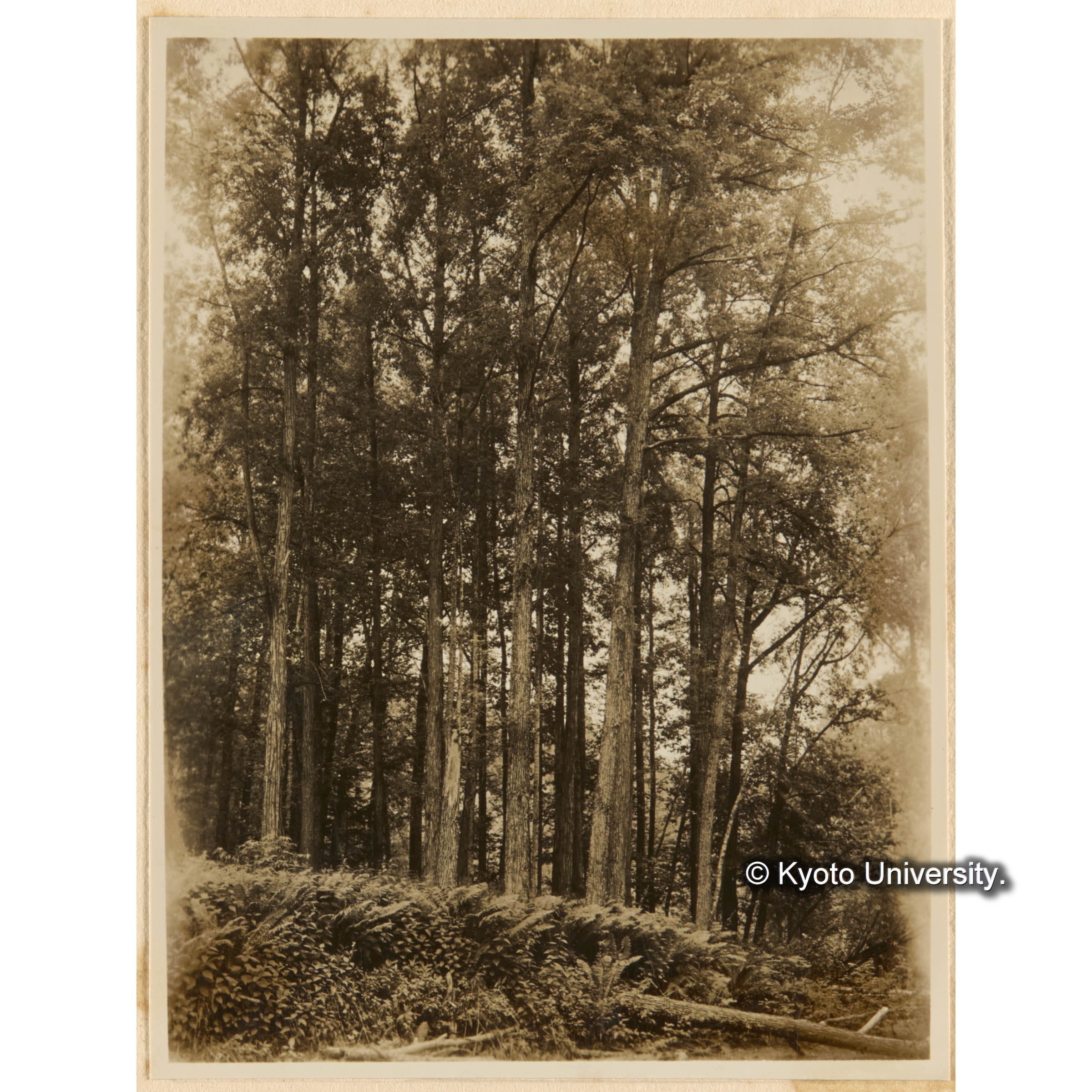 どろやなぎ、ほぞばやなぎ、ばつこやなぎ天然林　下生　おにしもつけ、はんごんそう　古丹岸團地．とら川東股合流奌附近 (1)