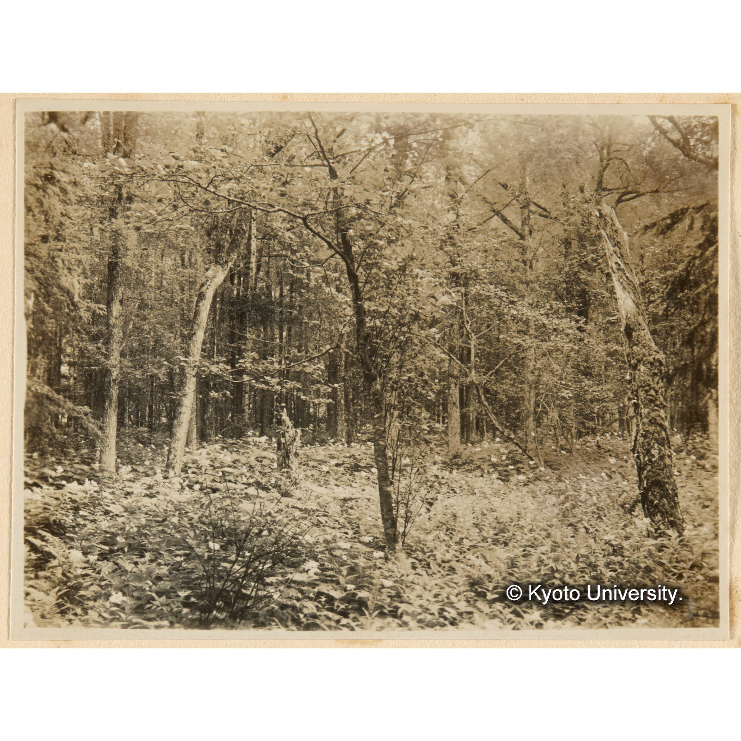 やなぎ林下ノおにしもつけ、はんごんそうノ開花狀態　古丹岸團地．とら川東股合流奌附近 (1)