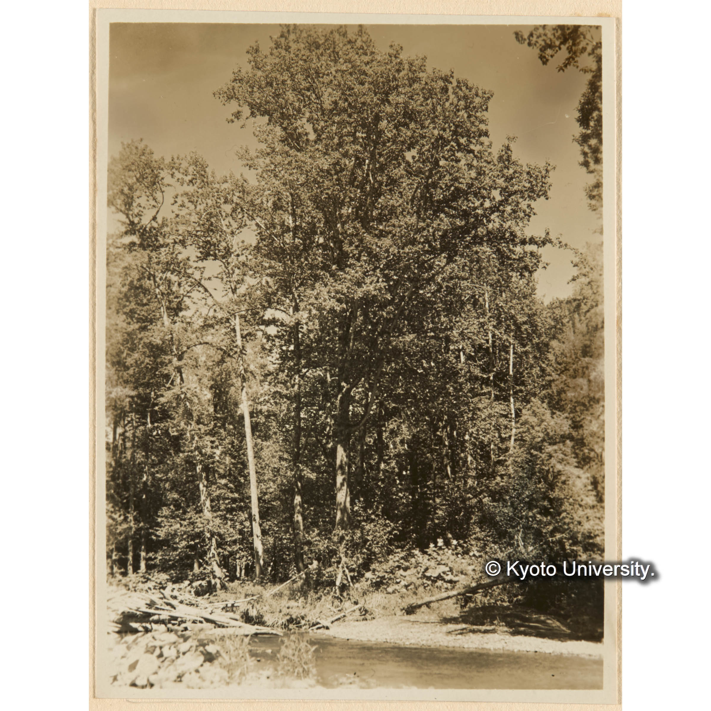 どろやなぎ林、古丹岸團地　德ノ沢附近----きばらり川上流 (1)