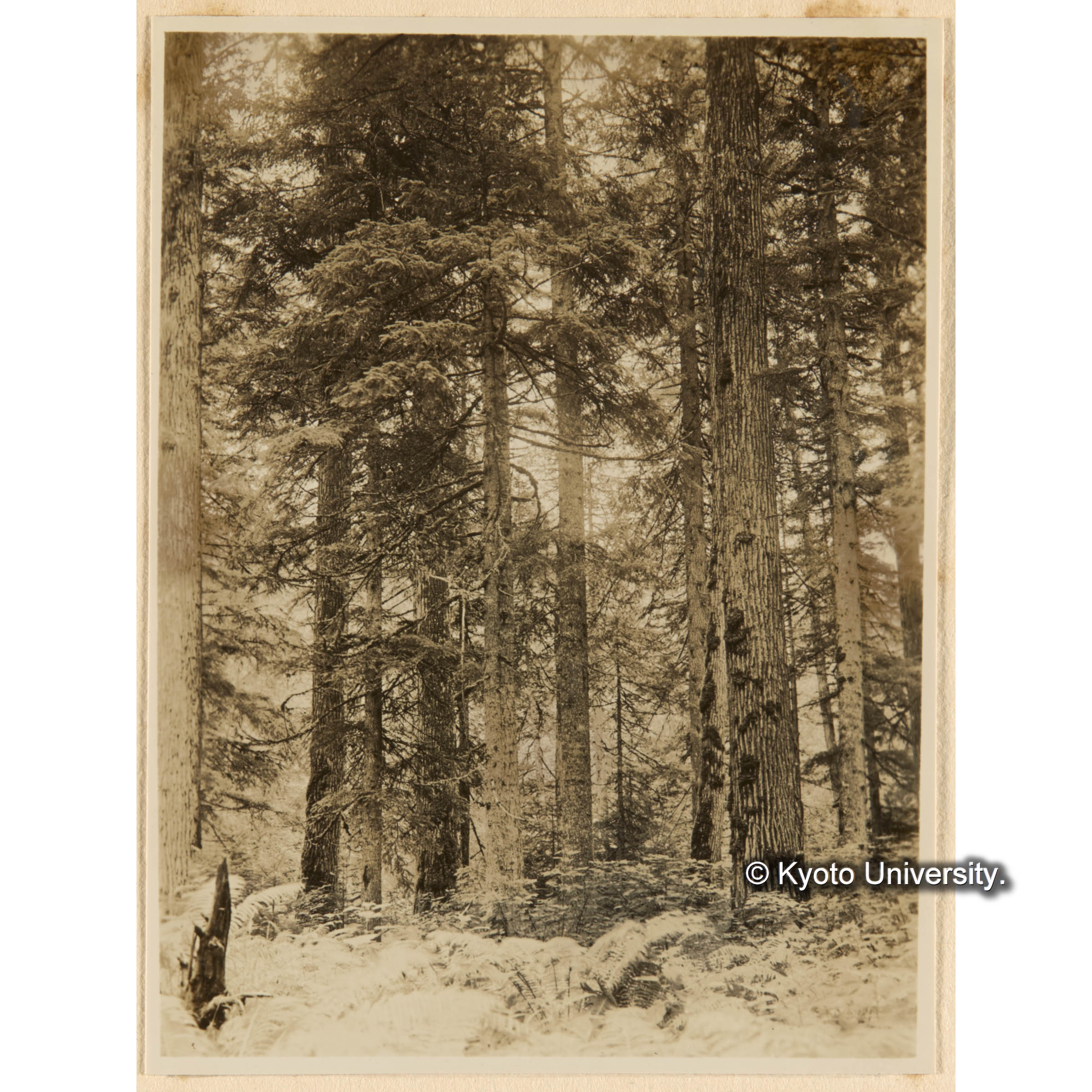 どろやなぎ、えぞまつ、とどまつ混淆天然林　古丹岸團地．とら川、きばらり川合流奌附近 (1)