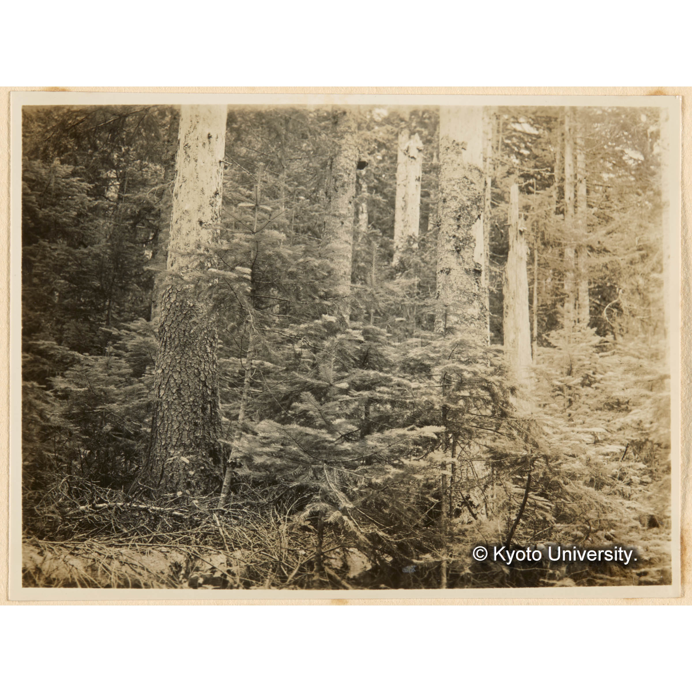 虫害跡地．（やつばきくひむし）ニ於テ稚樹ノ急ニ生長増大シ始メタル状況．とら川、きばらり川、合流奌附近．えぞまつ、とどまつ混淆天然林 (1)