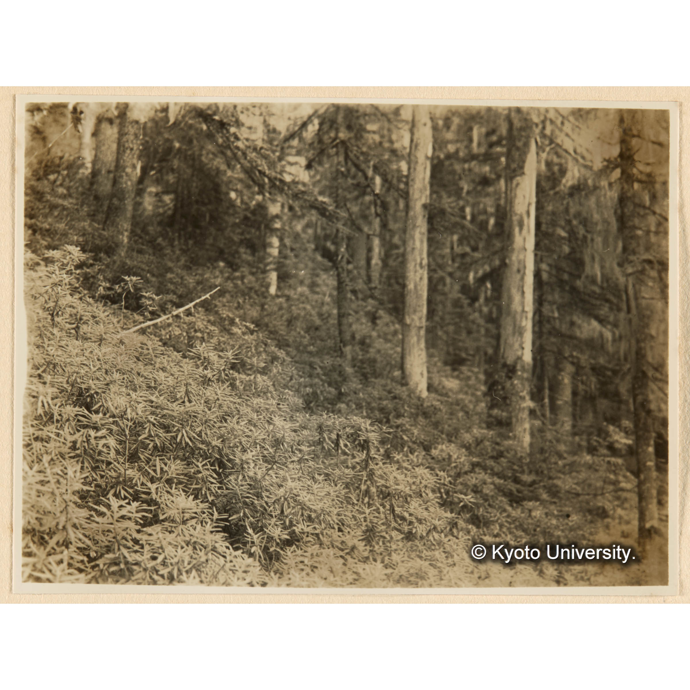 急斜地ニ於ケルほそばいそつつじ群落　古丹岸團地　德ノ沢流域 (1)